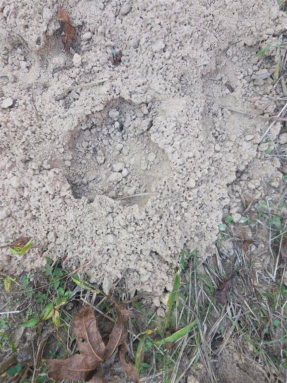 Clarksville, TX 75426,5.5 Acres TBD County Road 3117