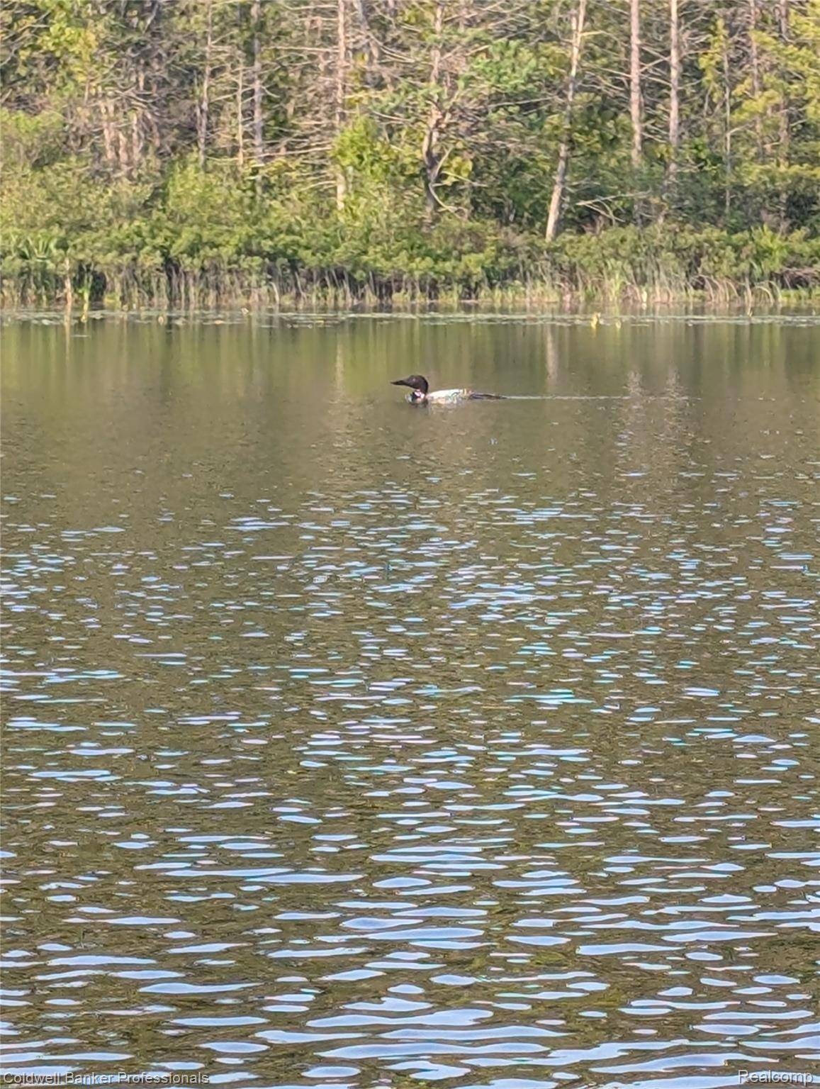 Lot 5 Southwood DR, Mancelona Township, MI 49659