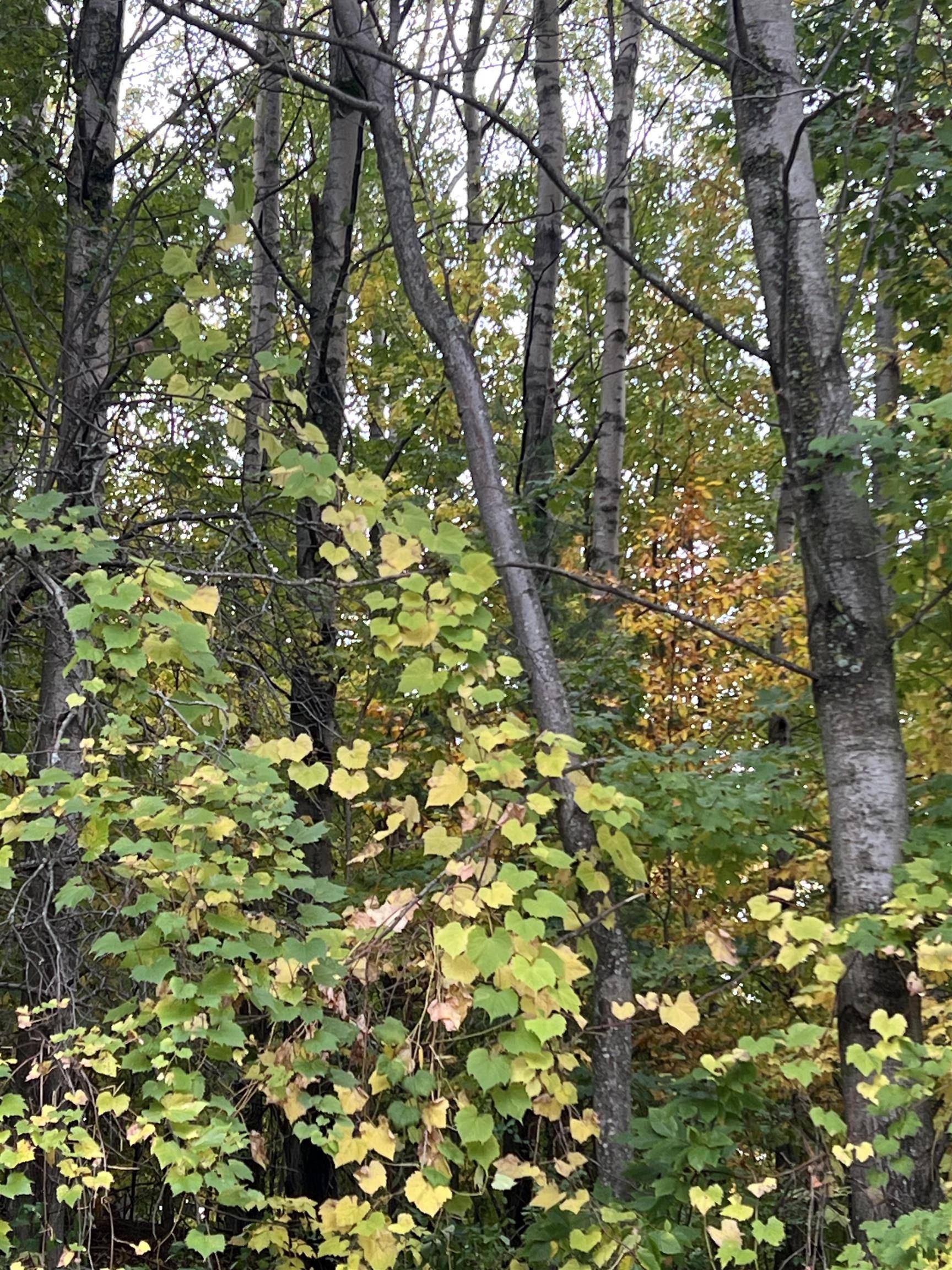 Rapid City, MI 49676,Lot 77 Valley View CT