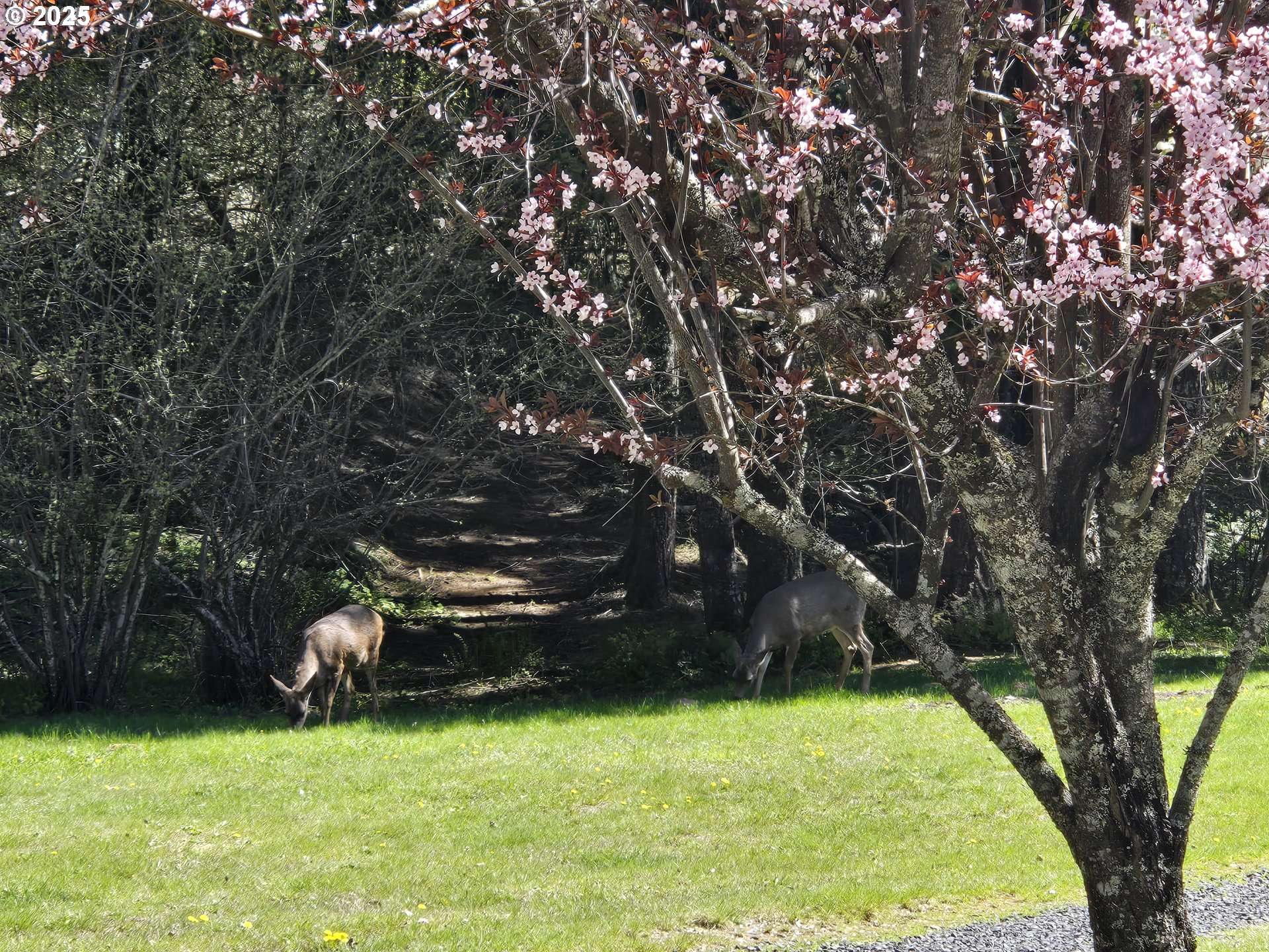 HESLEN RD, Carson, WA 98610