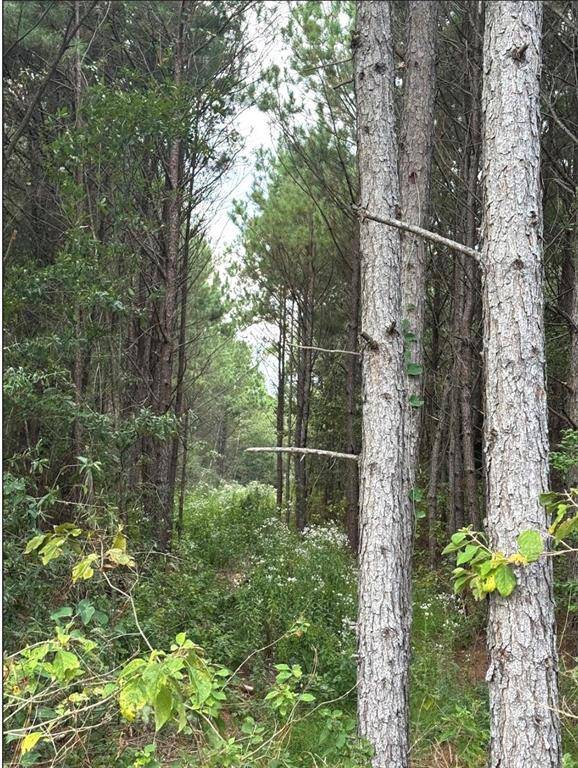 Avinger, TX 75630,TBD County Road 1582