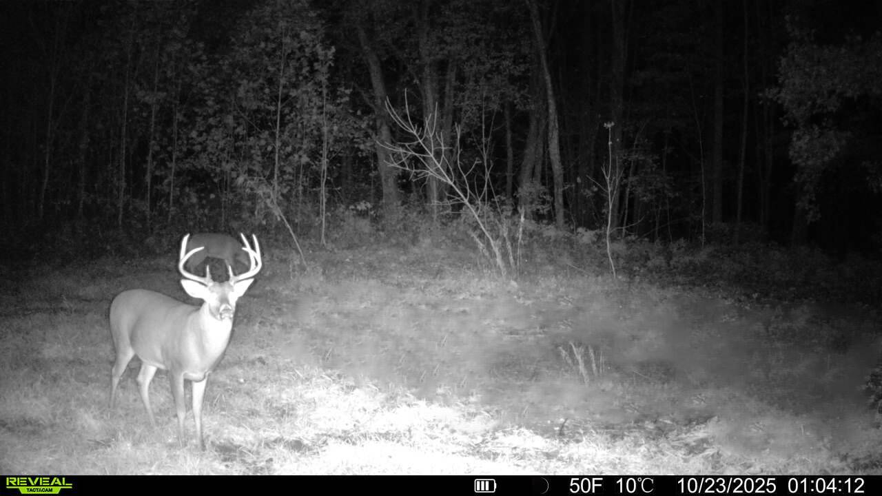 Perry, MI 48872,13774 Shaftsburg RD