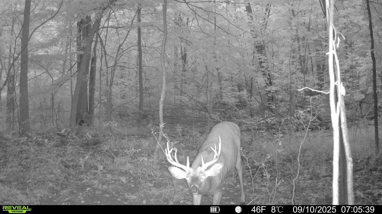 Perry, MI 48872,13774 Shaftsburg RD