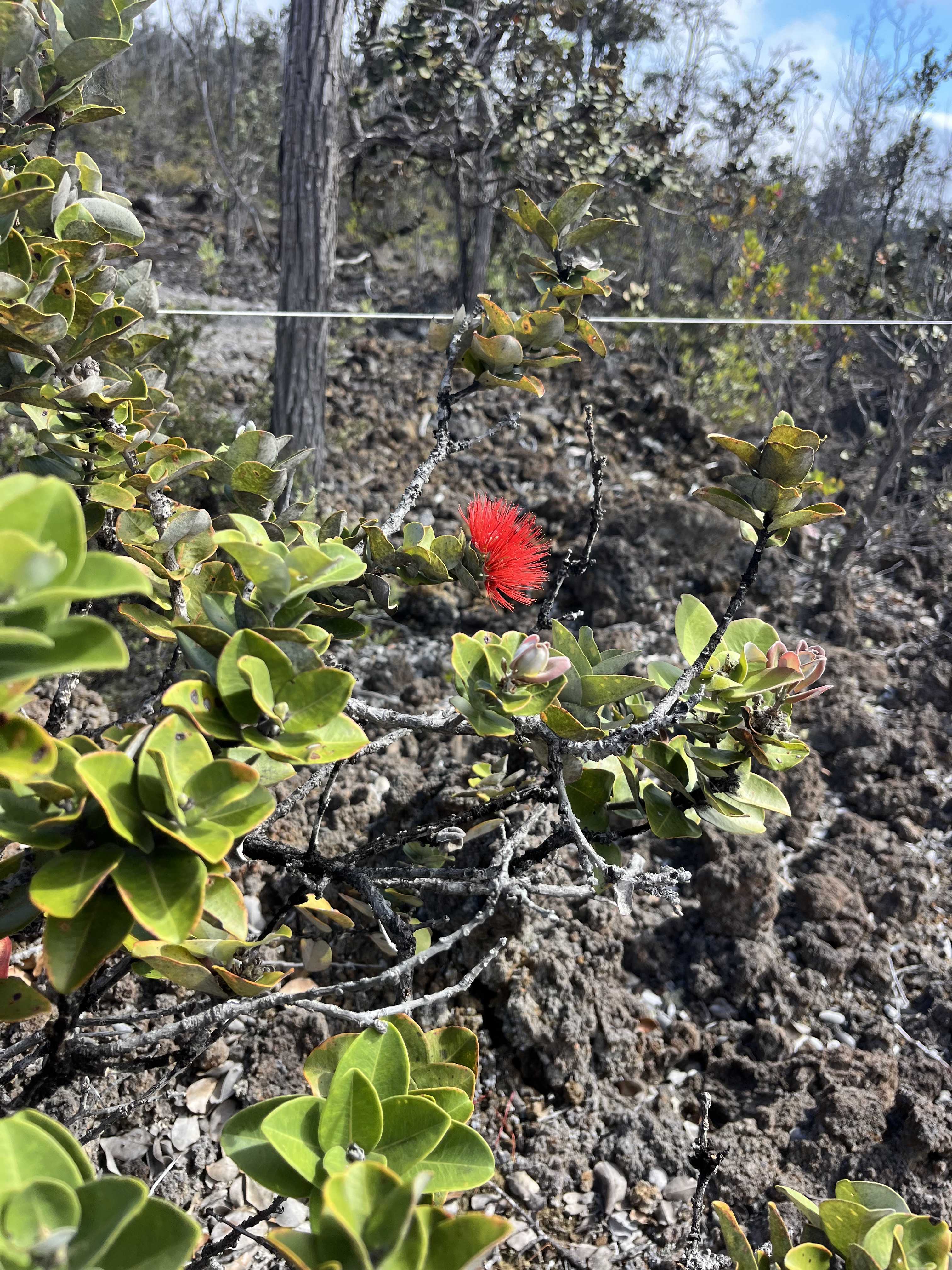 Ocean View, HI 96737,ISLAND BLVD