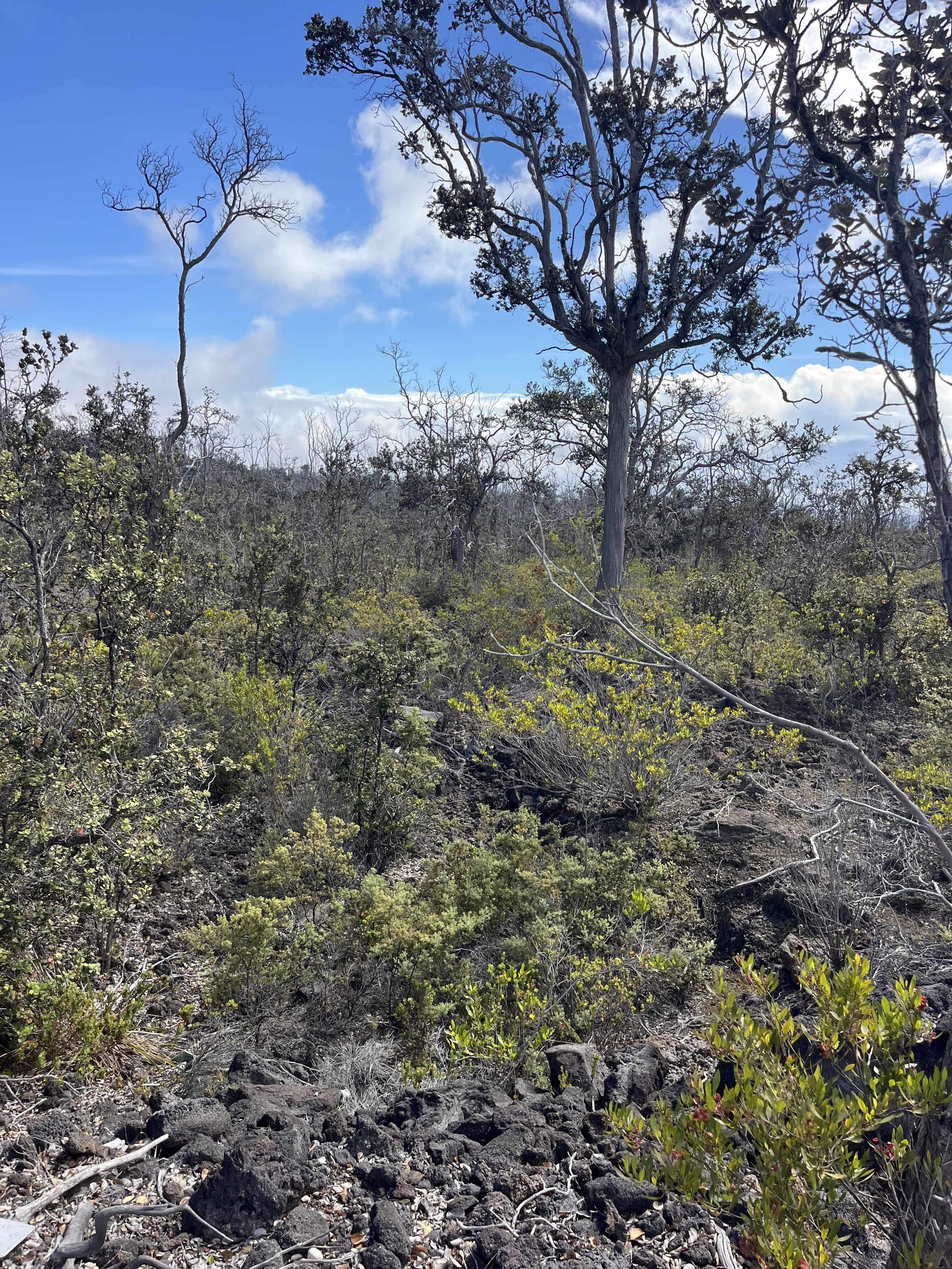 Ocean View, HI 96737,ISLAND BLVD