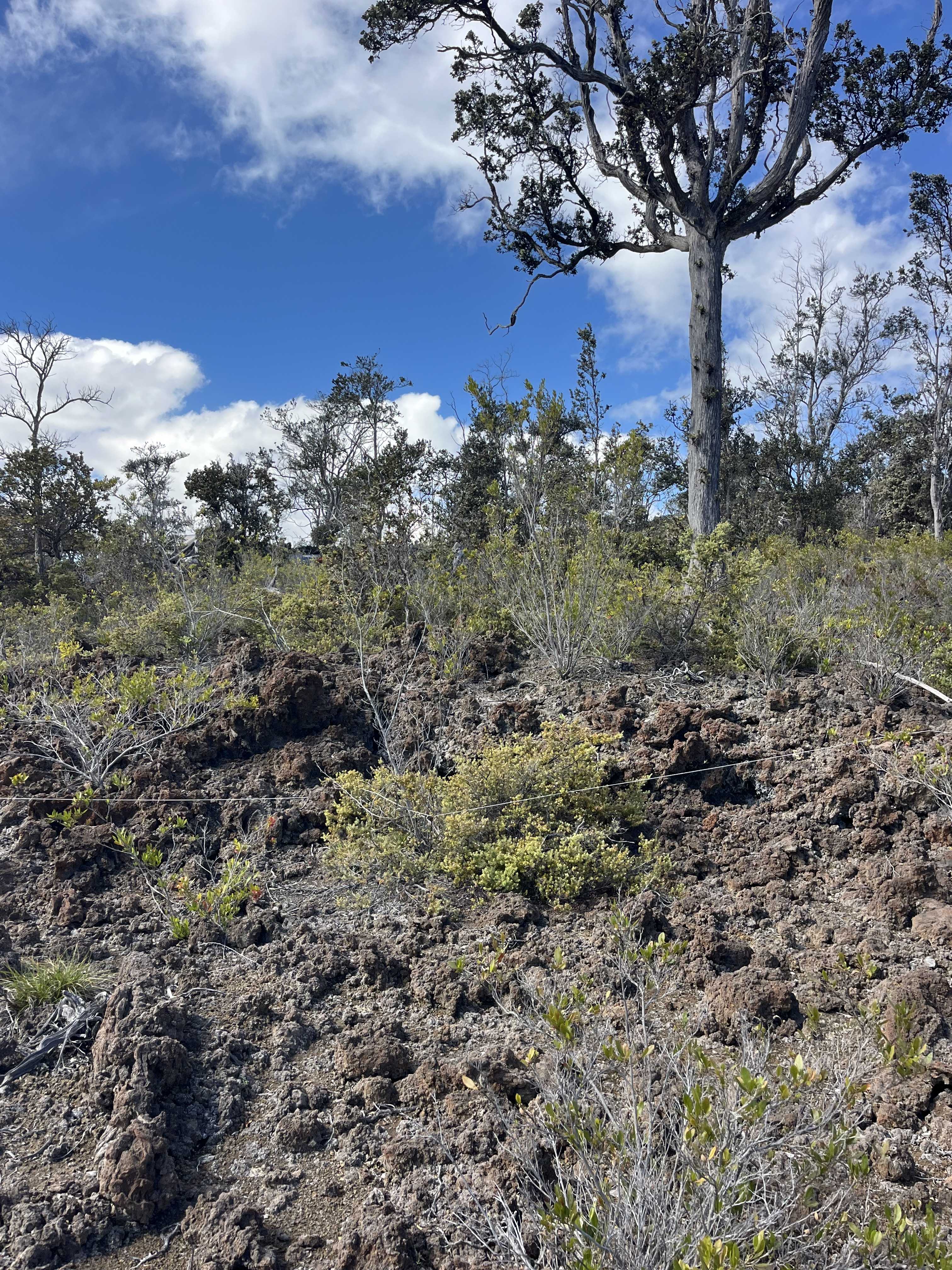 Ocean View, HI 96737,ISLAND BLVD