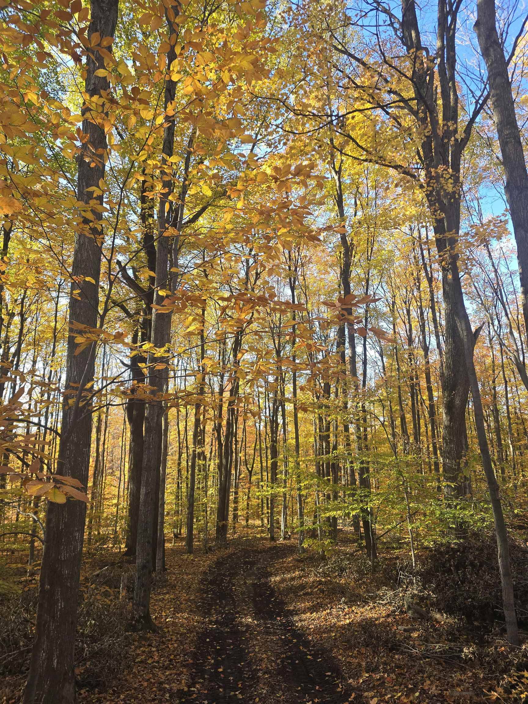 00 Stark RD, Chestonia Twp, MI 49659