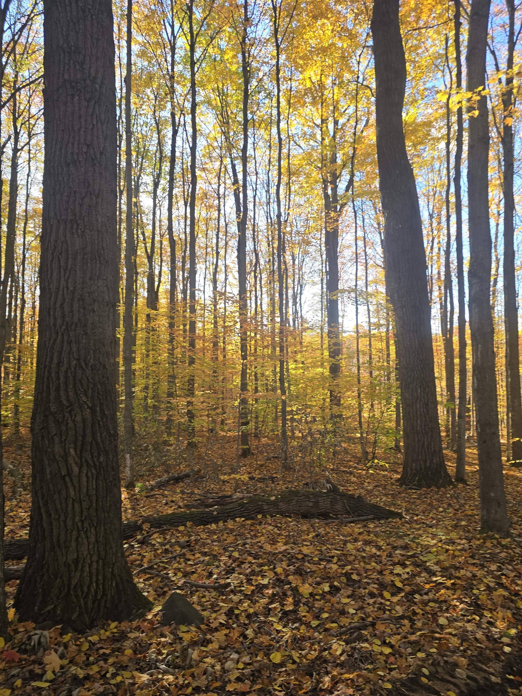 00 Stark RD, Chestonia Twp, MI 49659