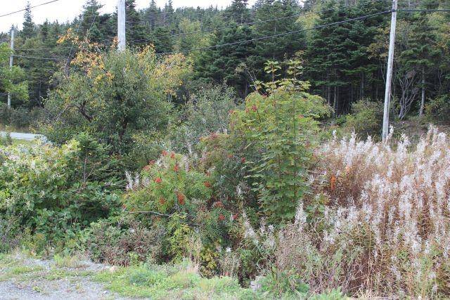 Portugal Cove-st. Philip's, NL A1M 1Z4,235-241 Beachy Cove Road