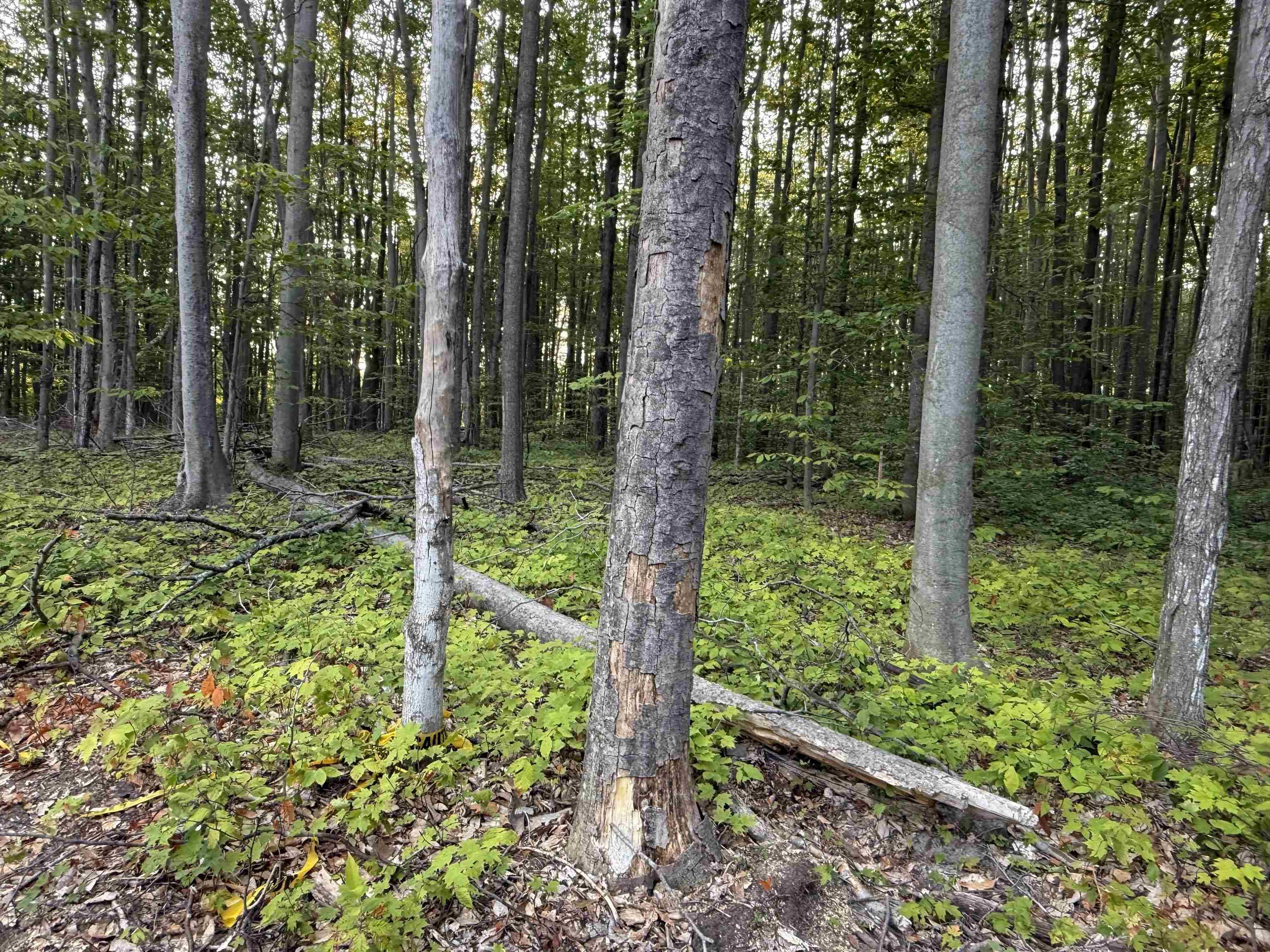 Mancelona, MI 49659,7593 Willowbrook CIR