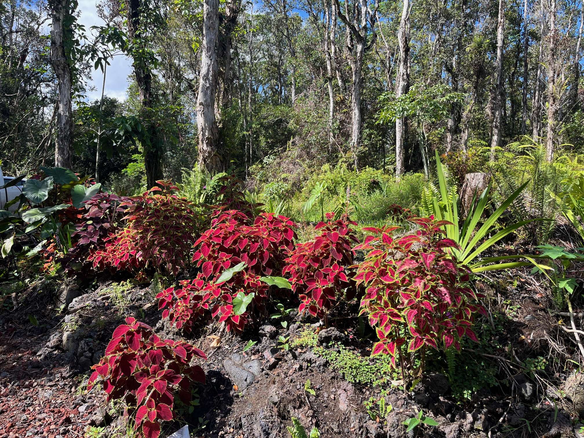 Pahoa, HI 96778,777 IOLANI ST