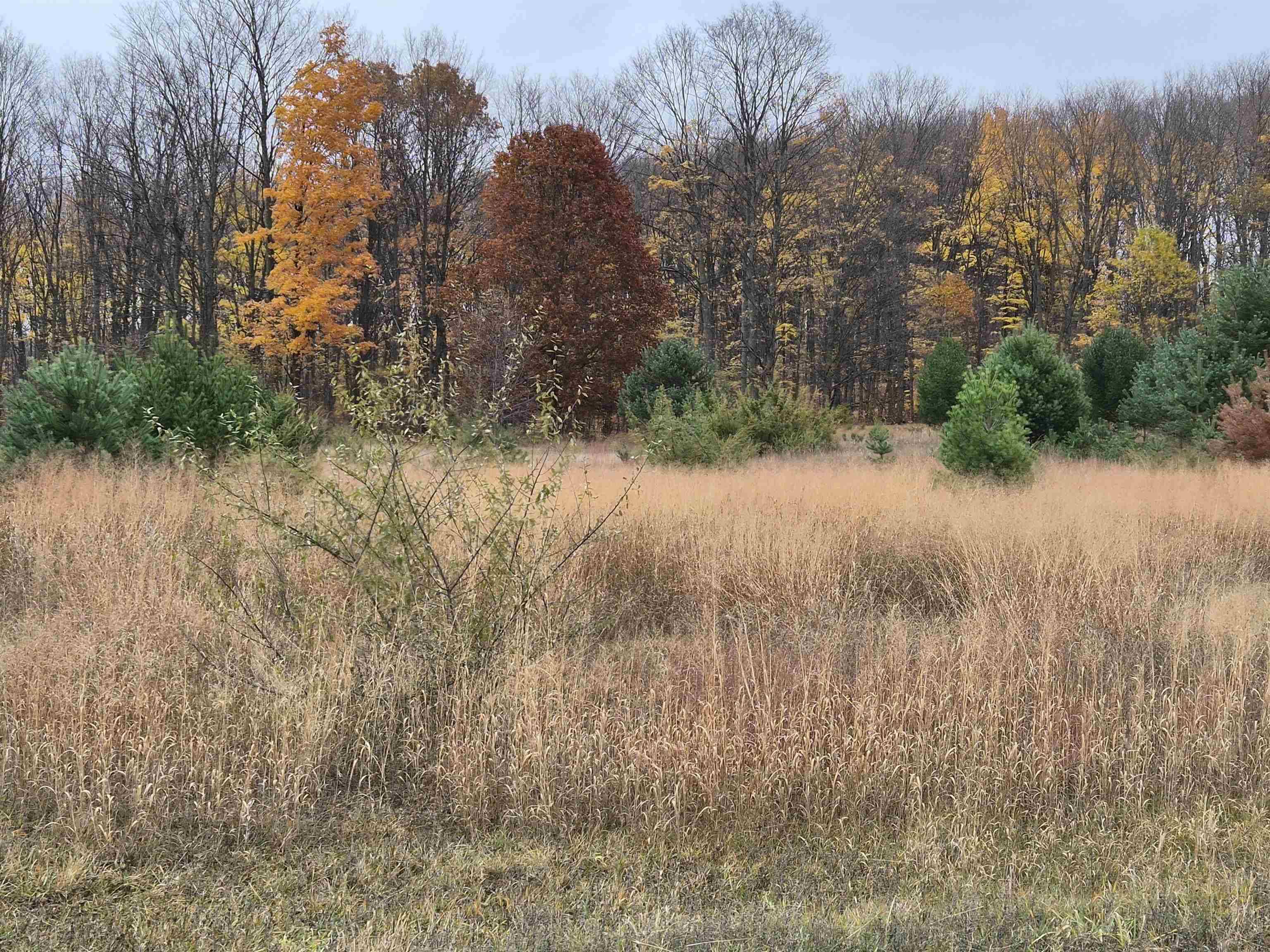 Alden, MI 49612,8980 Alden MDWS