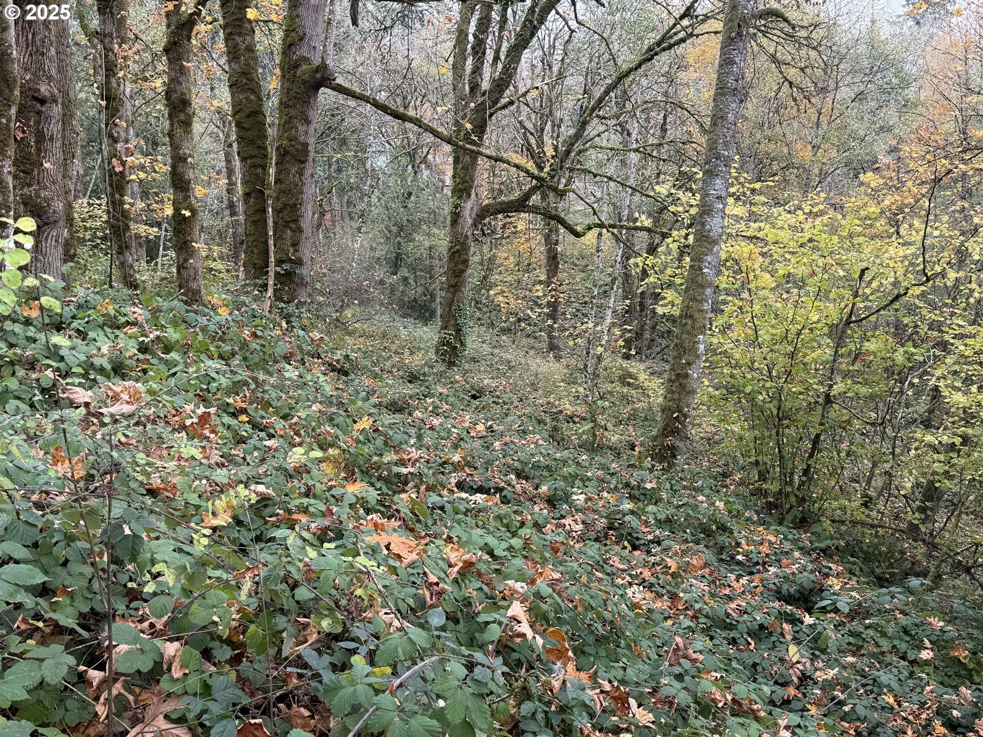 Longview, WA 98632,0 Maplewood DR