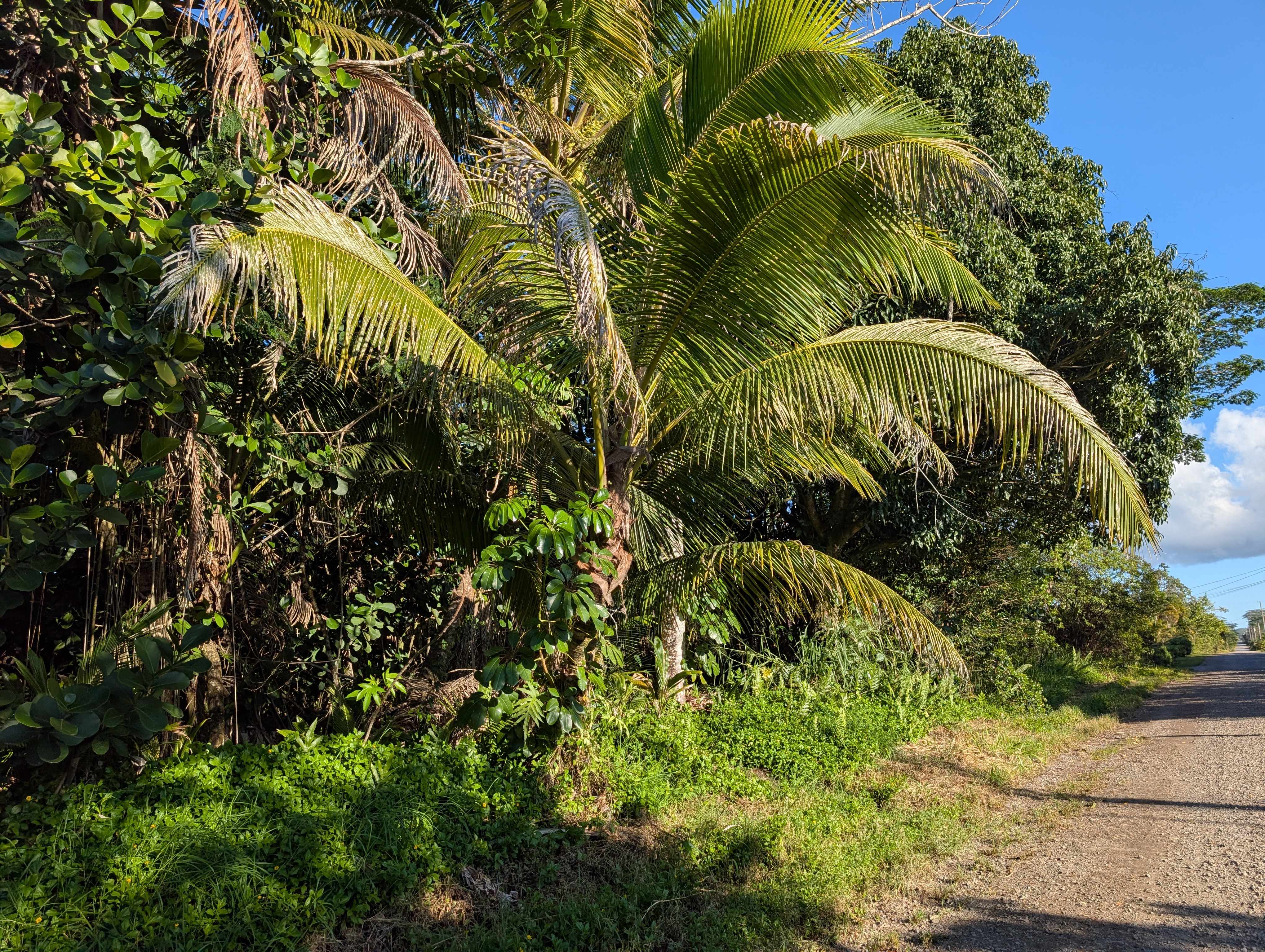 8TH AVE, Keaau, HI 96749