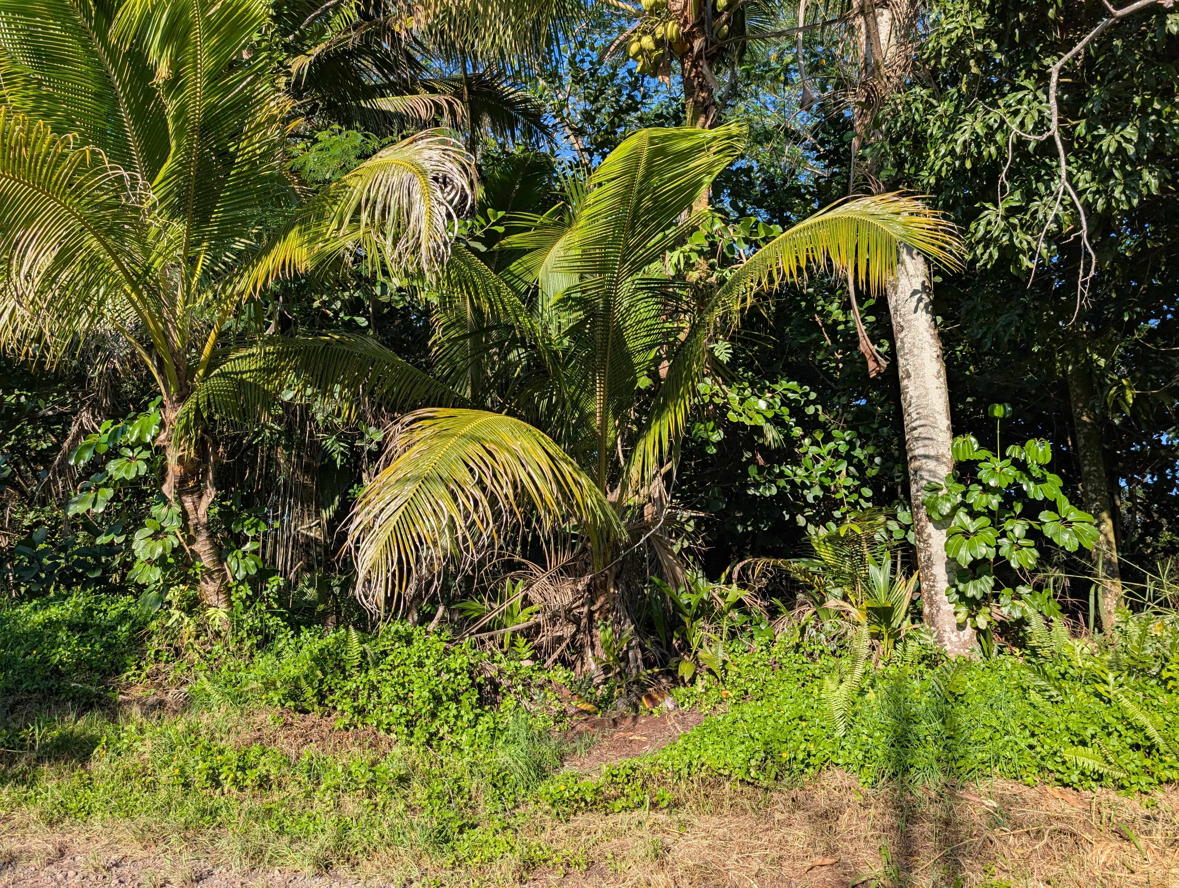 8TH AVE, Keaau, HI 96749