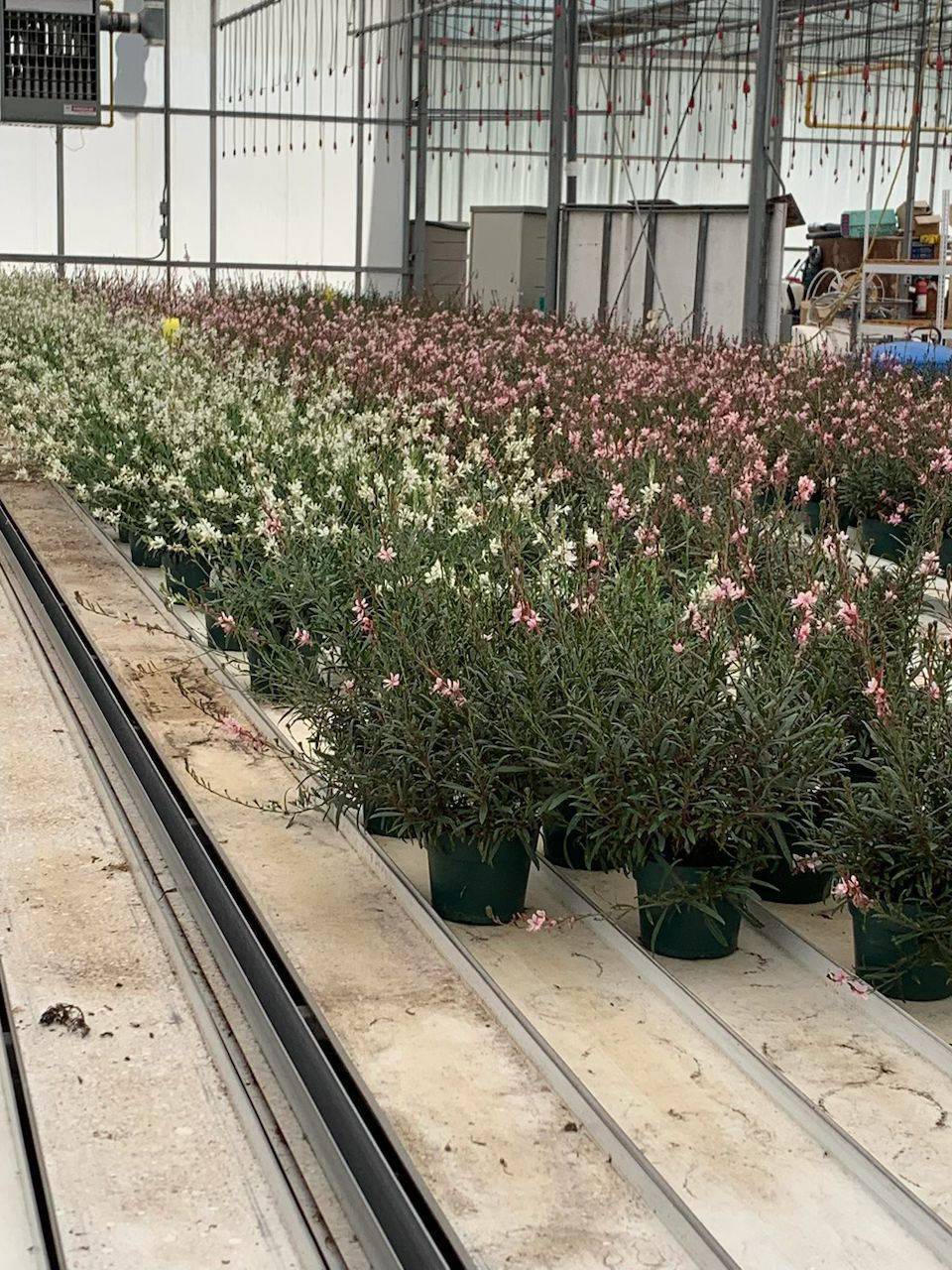 Niagara-on-the-lake, ON L0S 1S0,430 Concession 7 RD