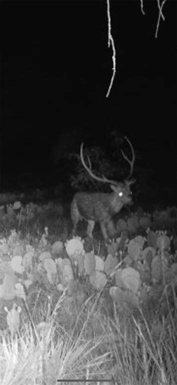 Menard, TX 76825,43 Cave Well Ranch