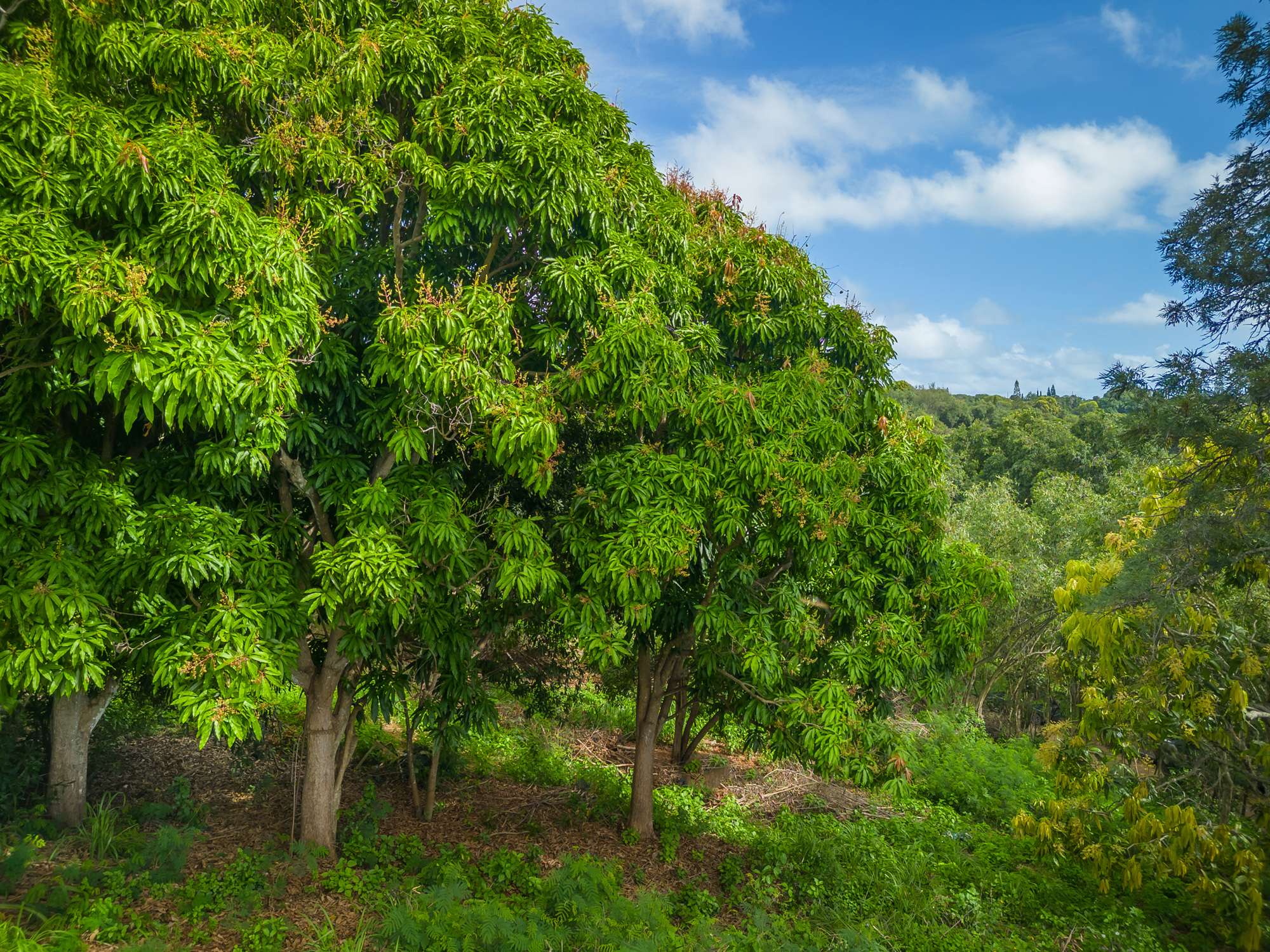 Kapaa, HI 96746,APOPO RD