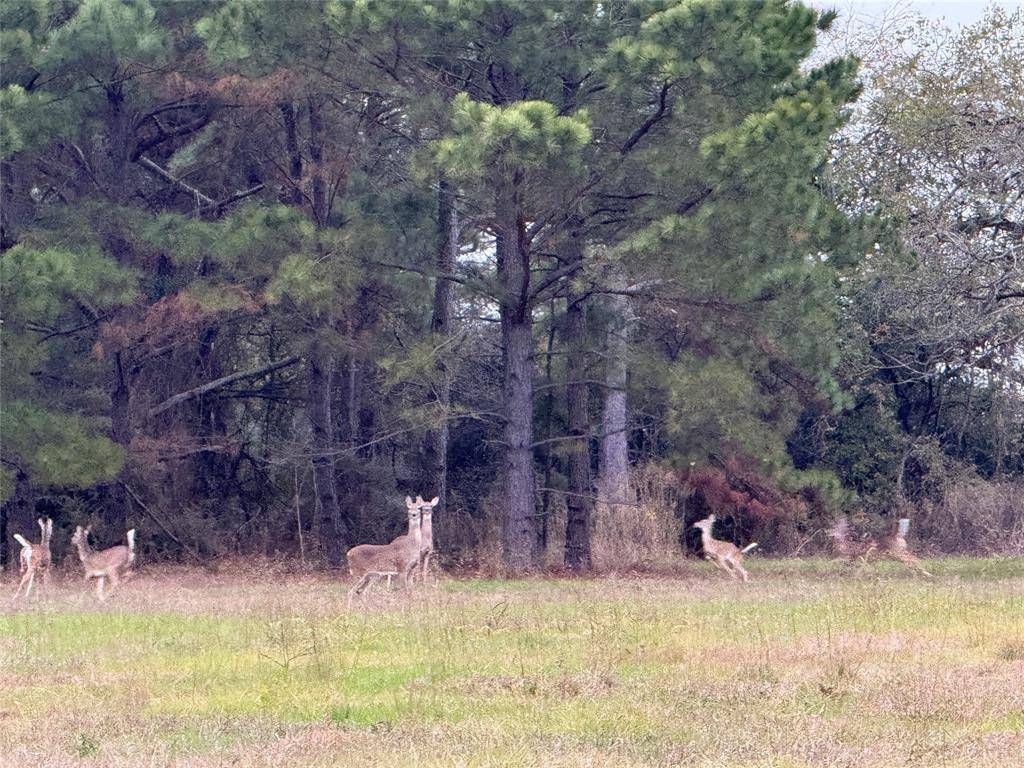 TBD CR 204, Centerville, TX 75833