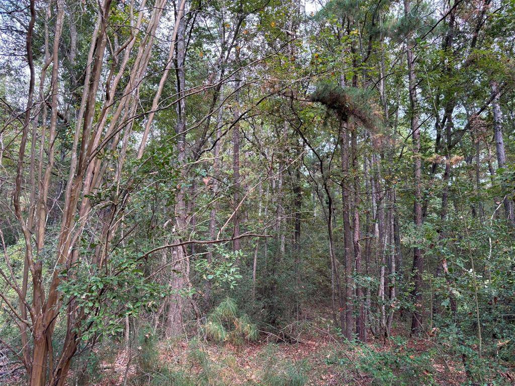 Palestine, TX 75803,0 An County Road 4775