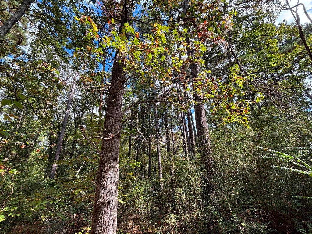 Palestine, TX 75803,0 An County Road 4775