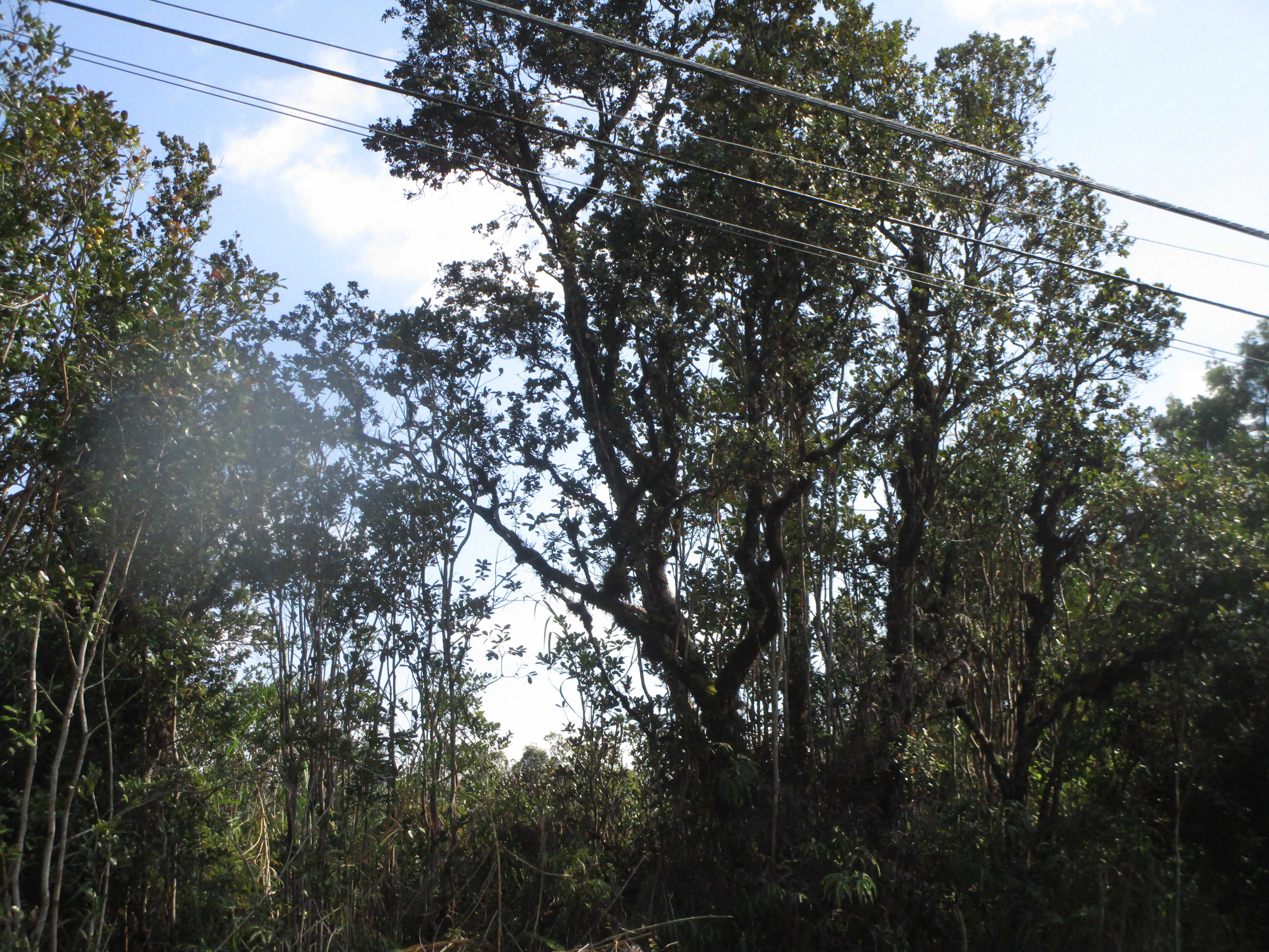 Mountain View, HI 96771,LEHUA ST