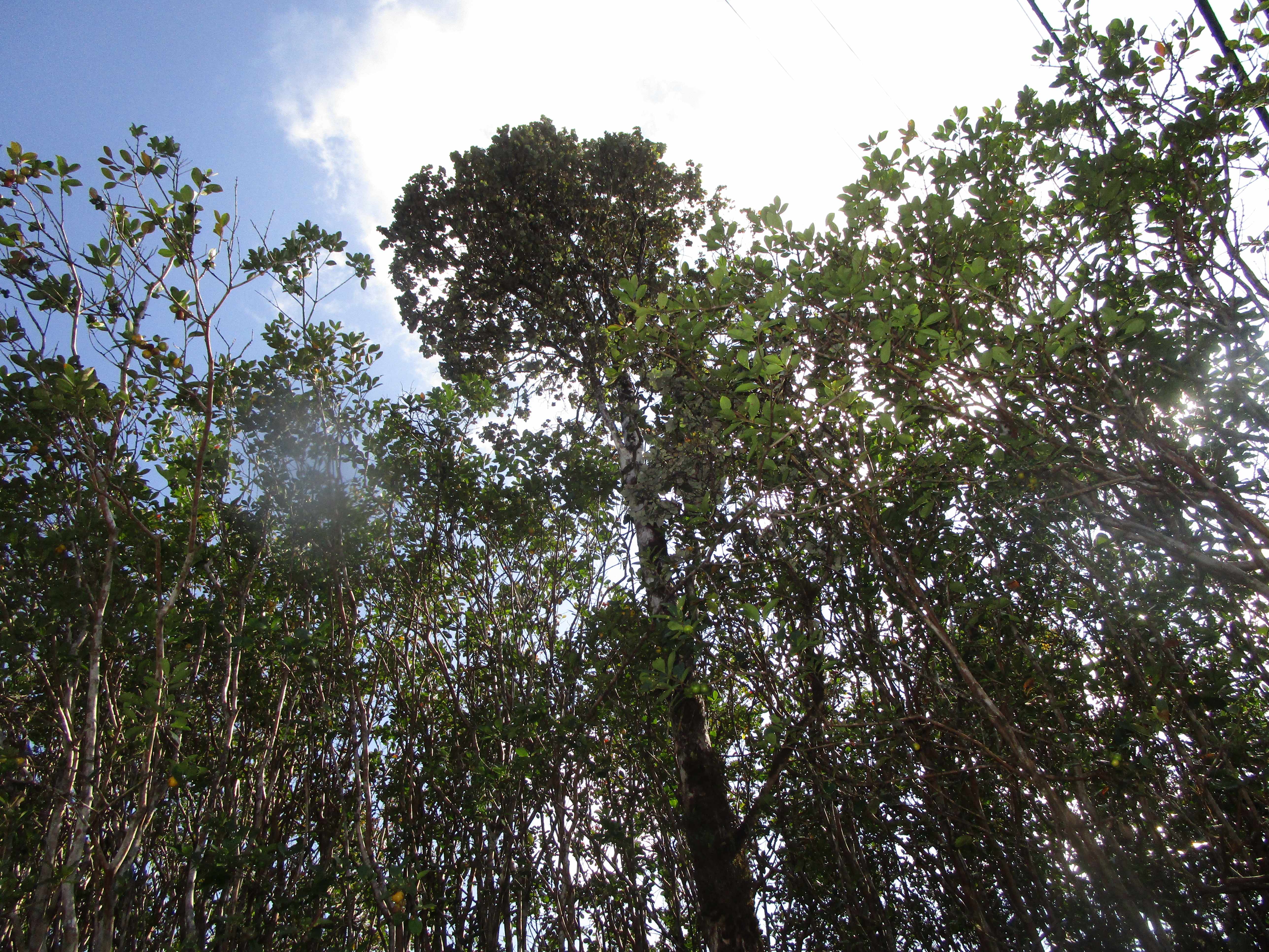 Mountain View, HI 96771,LEHUA ST