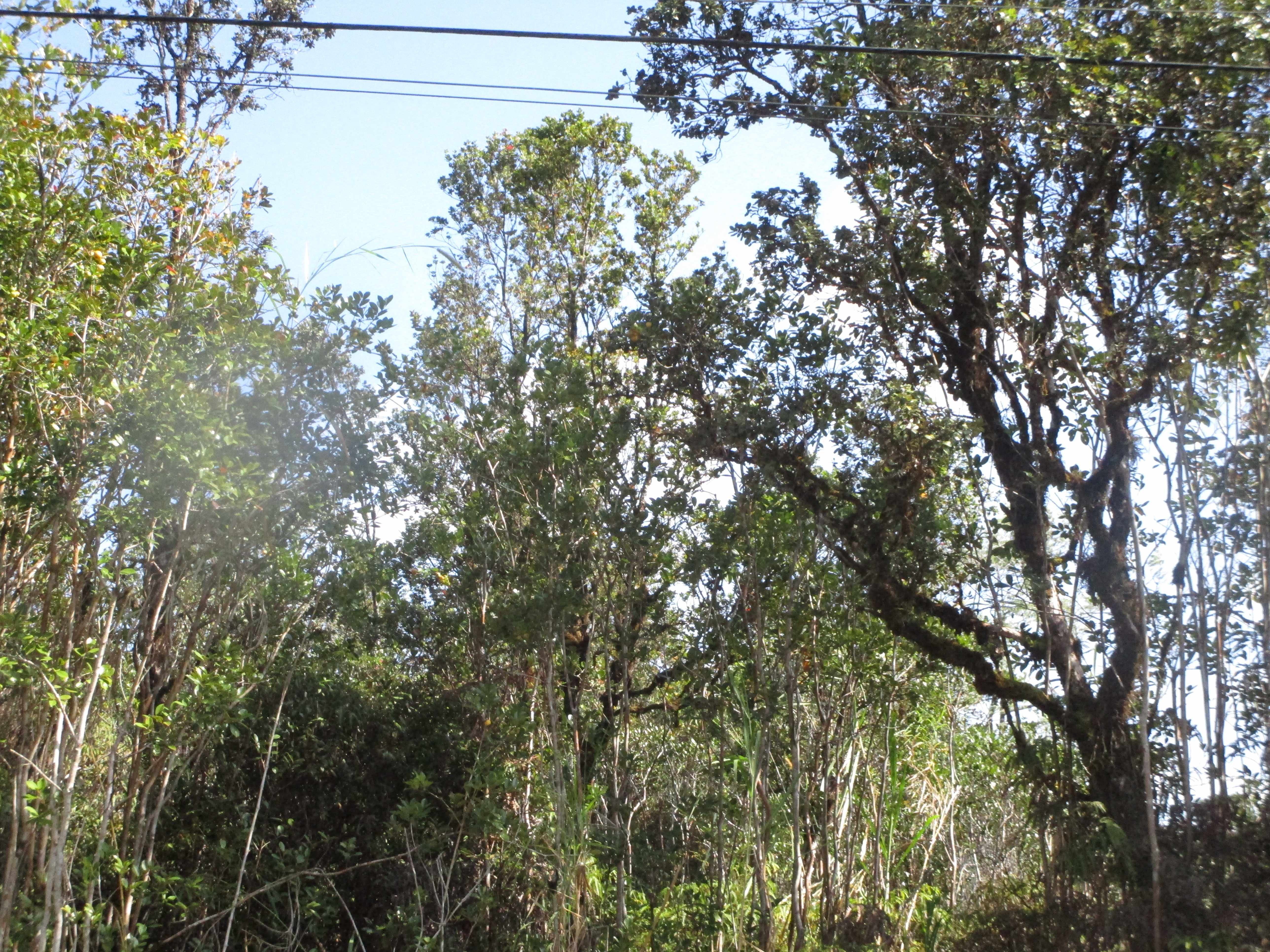 Mountain View, HI 96771,LEHUA ST