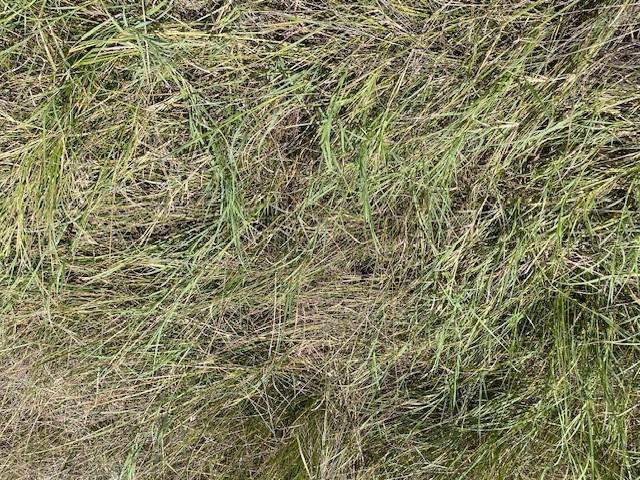 Gustine, TX 76455,217 Park Meadows Drive