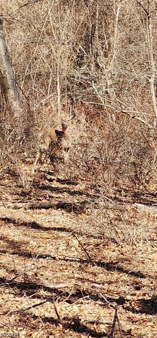 Glen Gardner Boro, NJ 08826,0 Ns Sanatorium Road