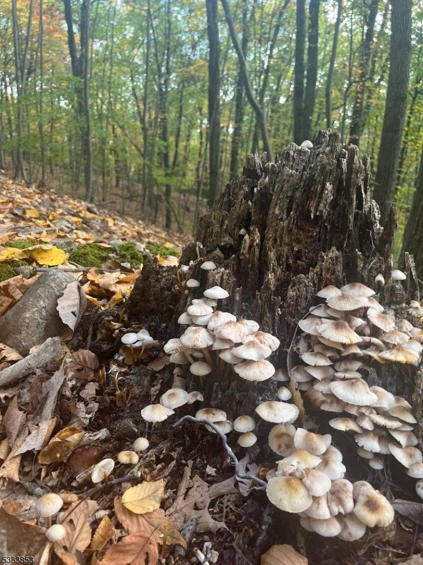 Holland Twp., NJ 08848,N/A Gravel Hill