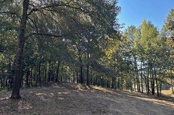 Scroggins, TX 75480,8868 FM 115