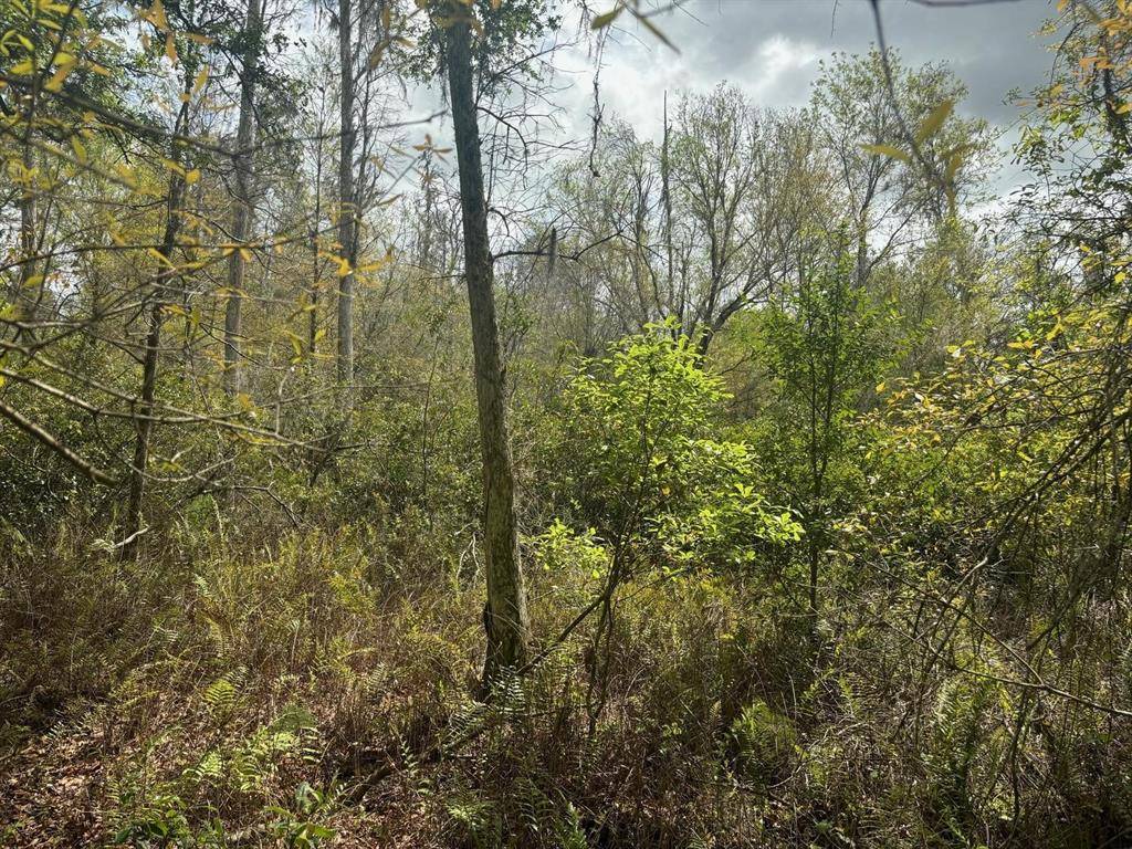 Kathleen, FL 33849,0 County RD 54 E