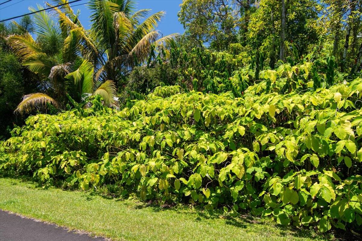 Pahoa, HI 96778,15-175 N PUNI LAPA LOOP