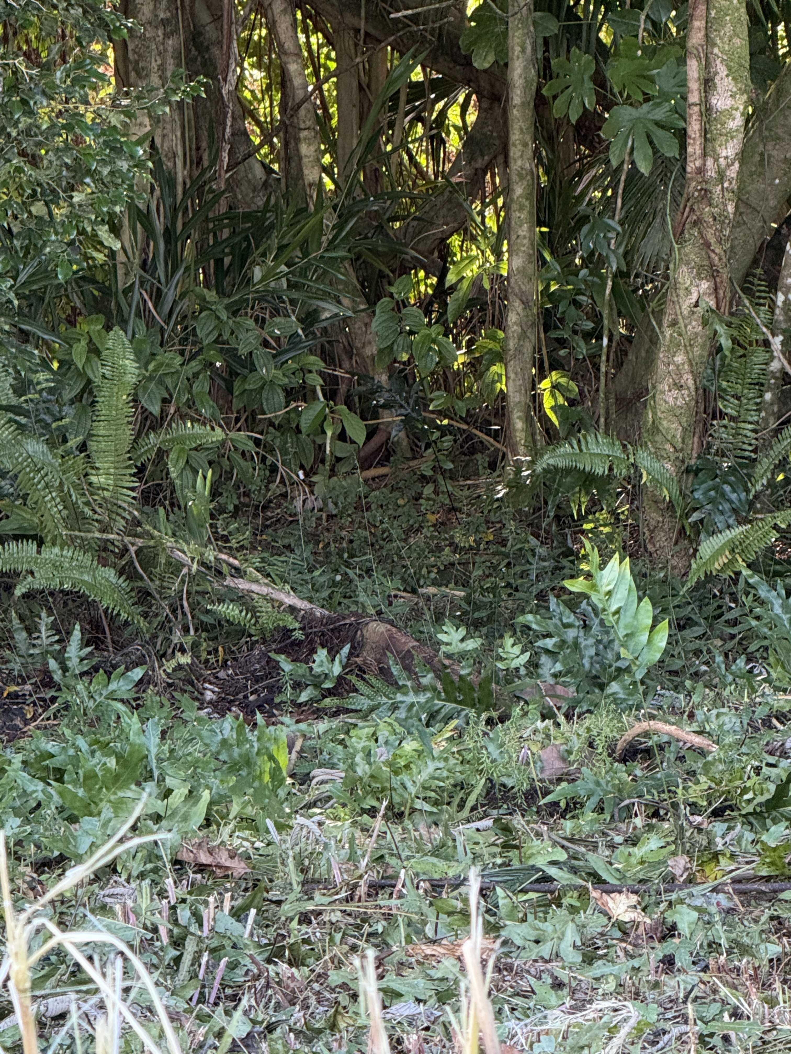 Pahoa, HI 96778,16-2100 TRADEWIND DR