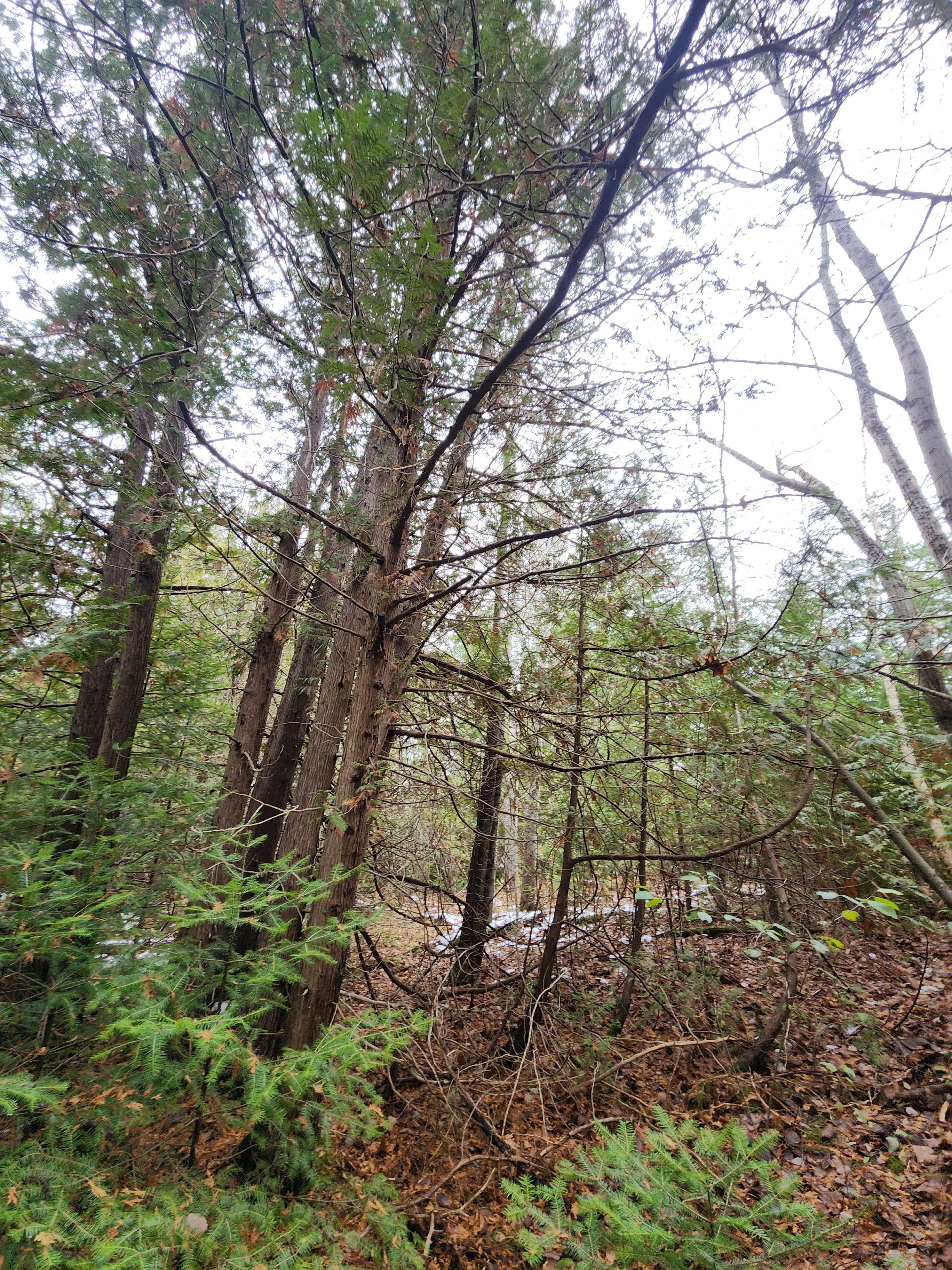 Uxbridge, ON L0E 1T0,10189 Concession 3 RD