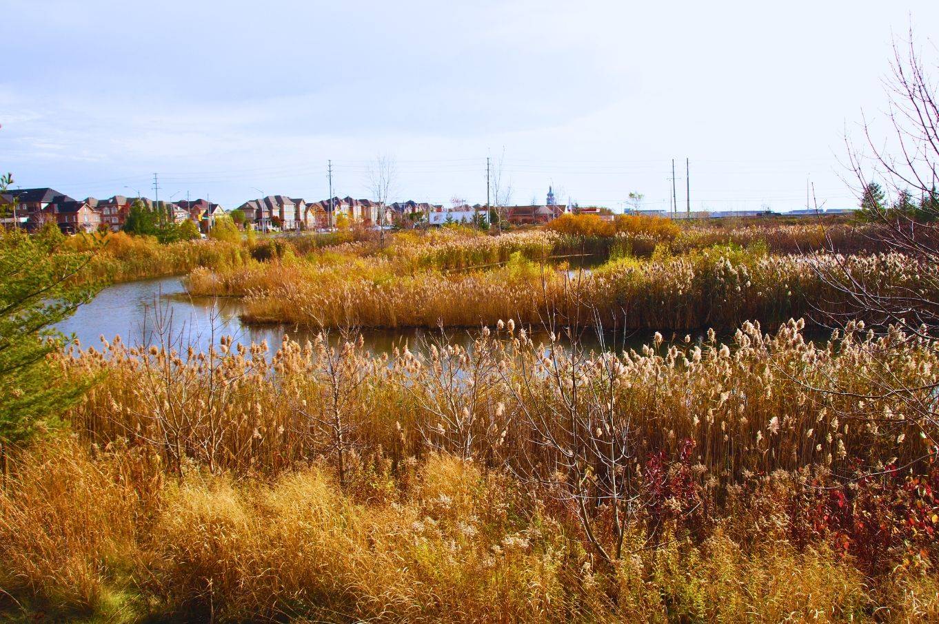 Markham, ON L6C 0Z5,30 Hammersmith LN