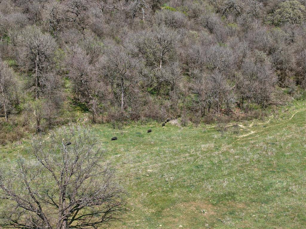 Jacksboro, TX 76458,3141 Rogers Road