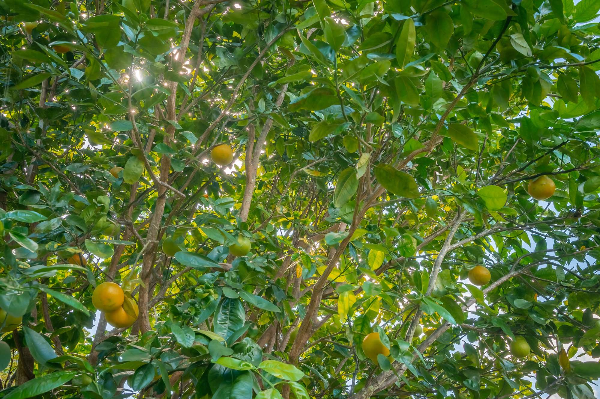 Kapaa, HI 96746,5729-J KOLOLIA PL