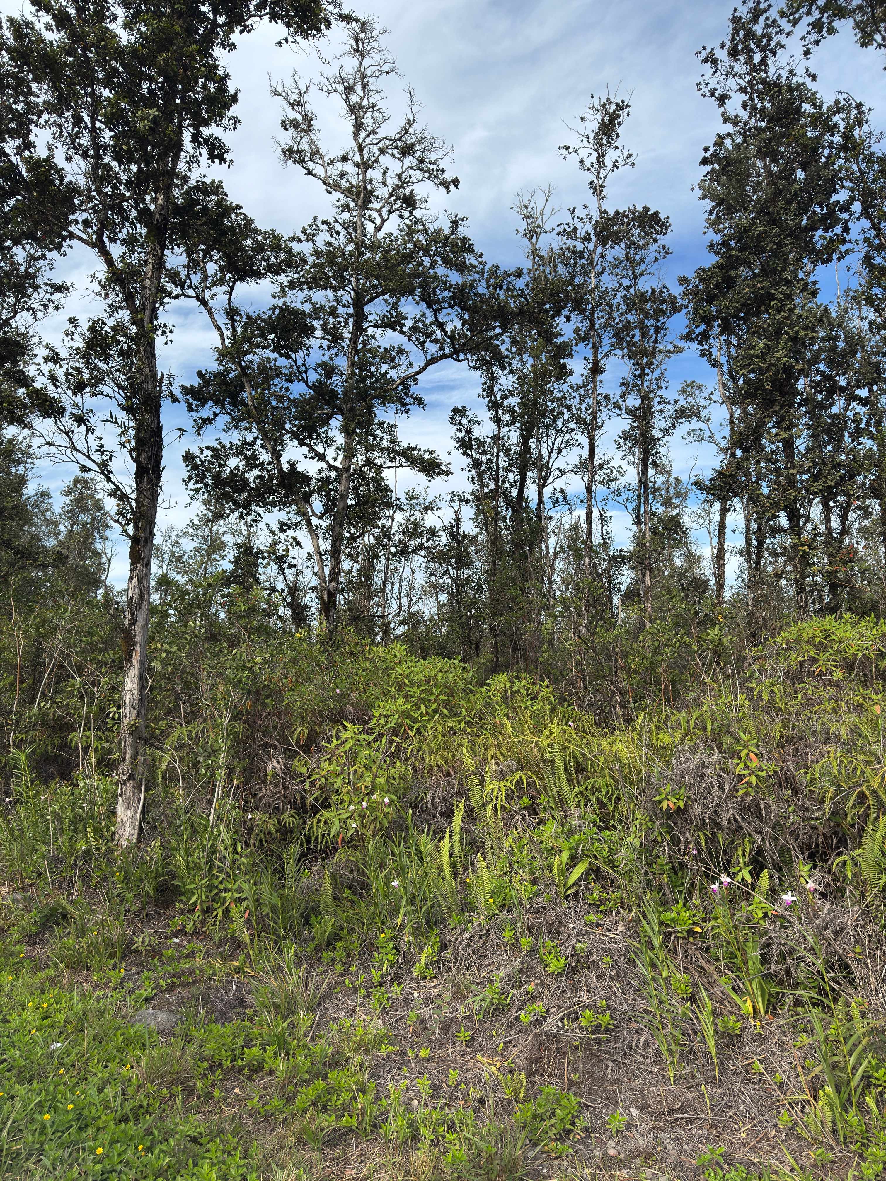 Kurtistown, HI 96760,40TH AVE