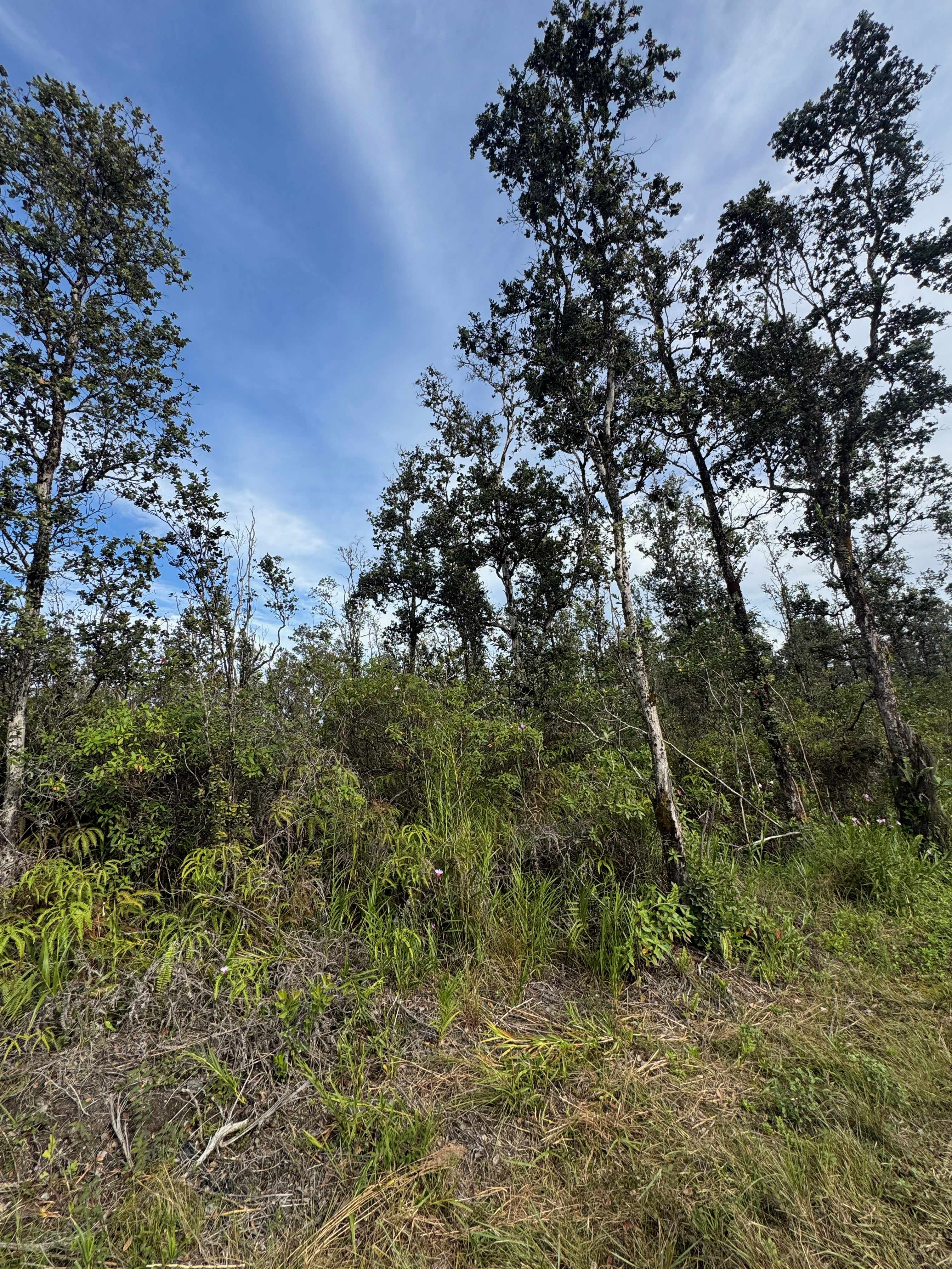 Kurtistown, HI 96760,40TH AVE