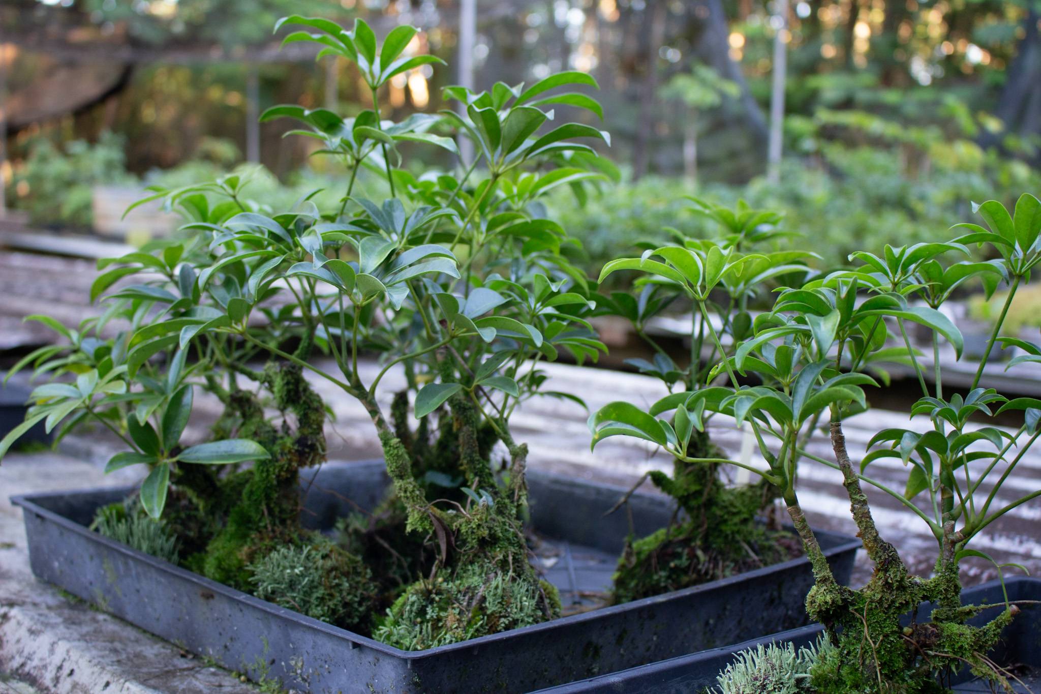 Kurtistown, HI 96760,17-856-A OLAA RD