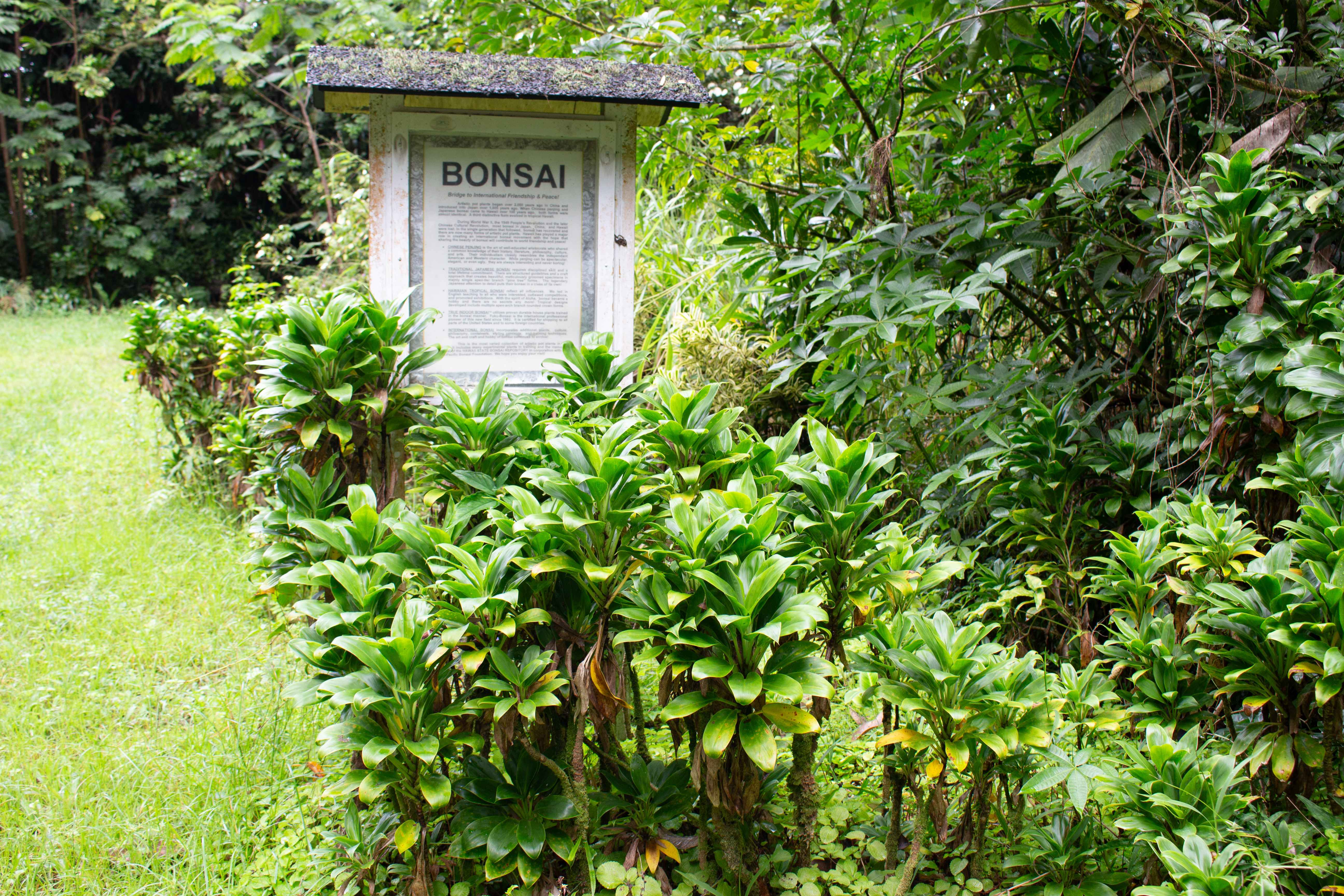 Kurtistown, HI 96760,17-856-A OLAA RD