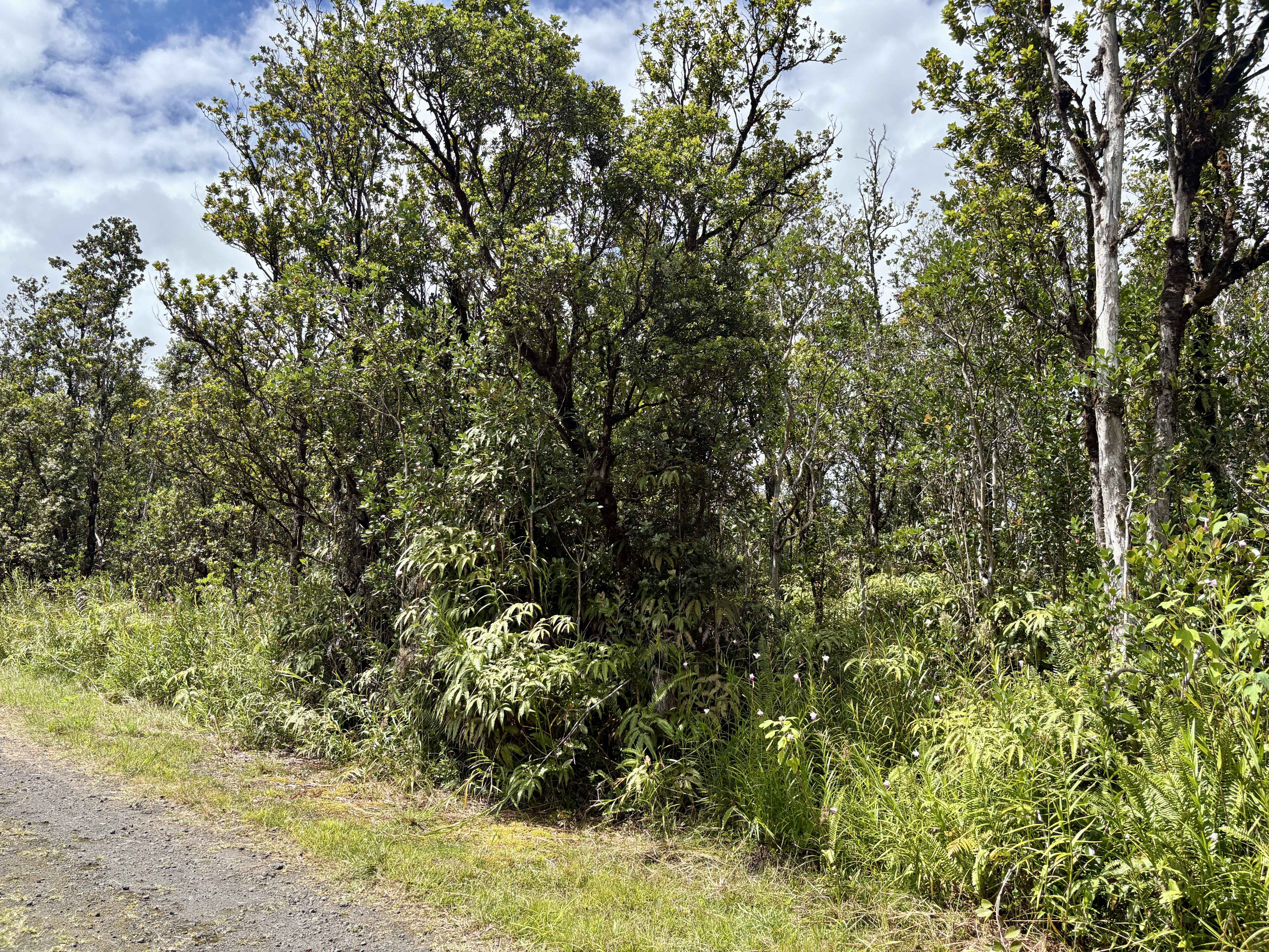 Mountain View, HI 96771,ALAPUA ST