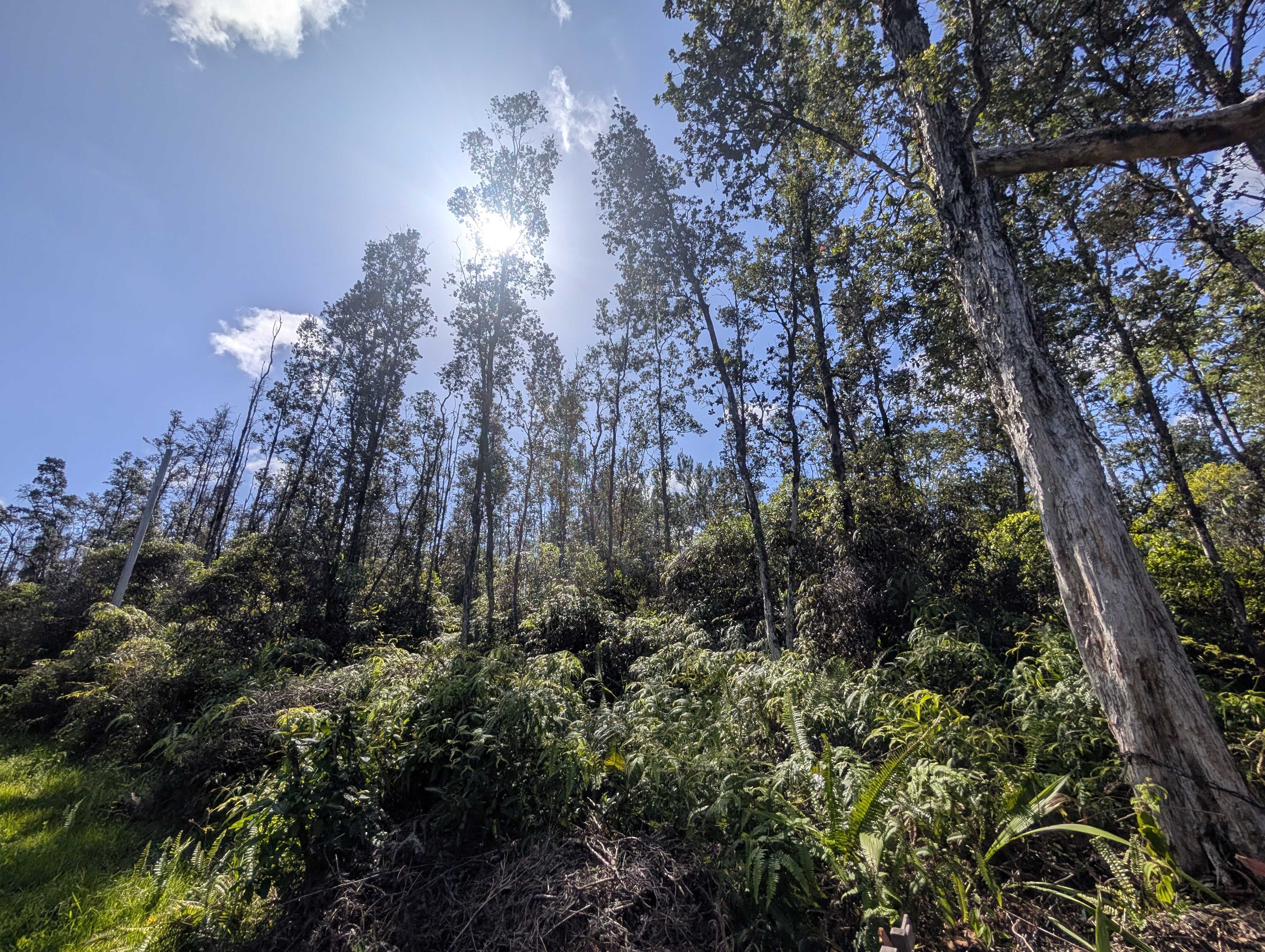 Kurtistown, HI 96760,AULII ST