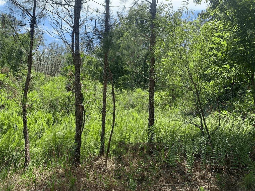 Kathleen, FL 33849,0 County RD 54 E