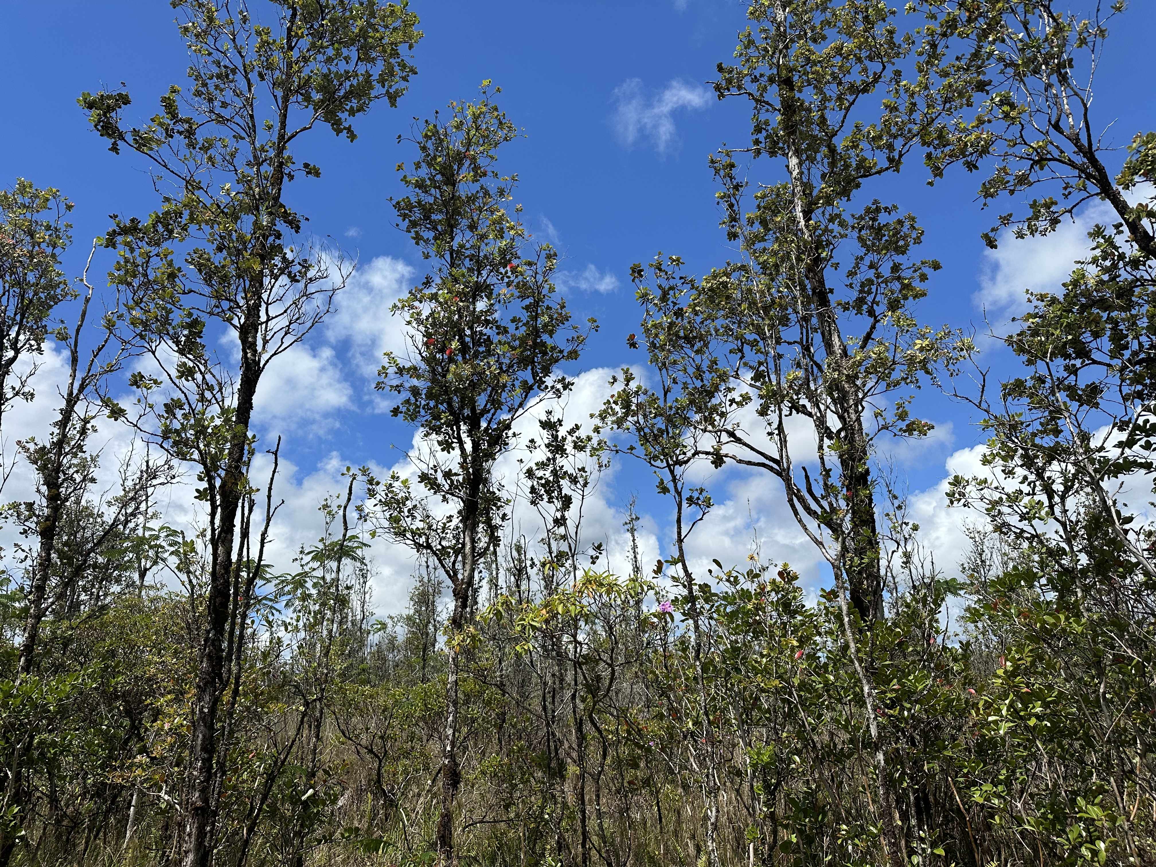 Keaau, HI 96749,SANDALWOOD CT