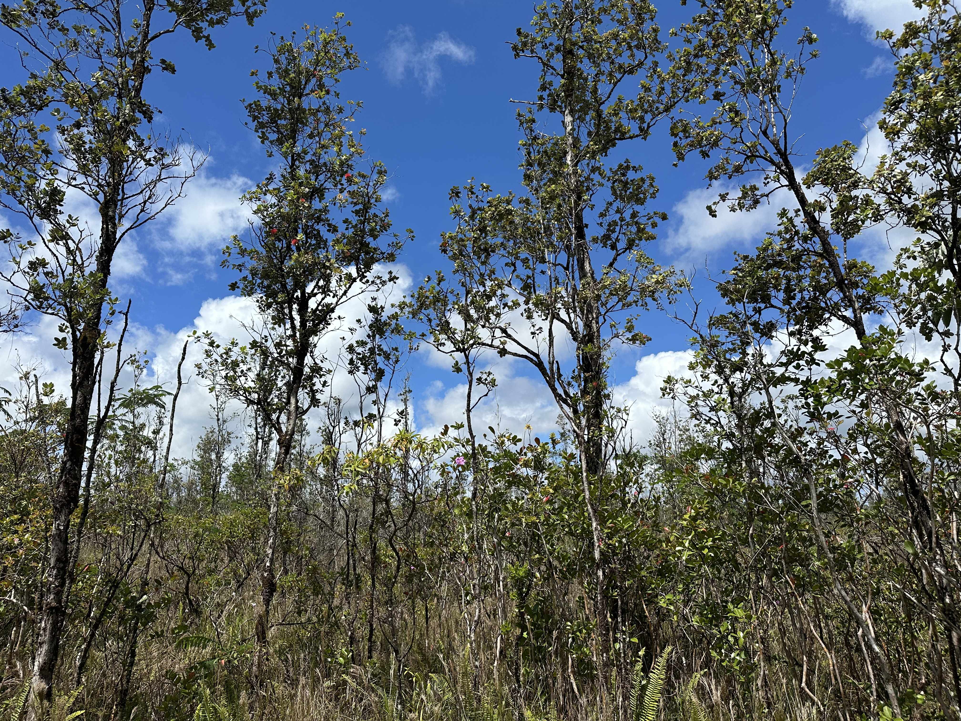 Keaau, HI 96749,SANDALWOOD CT