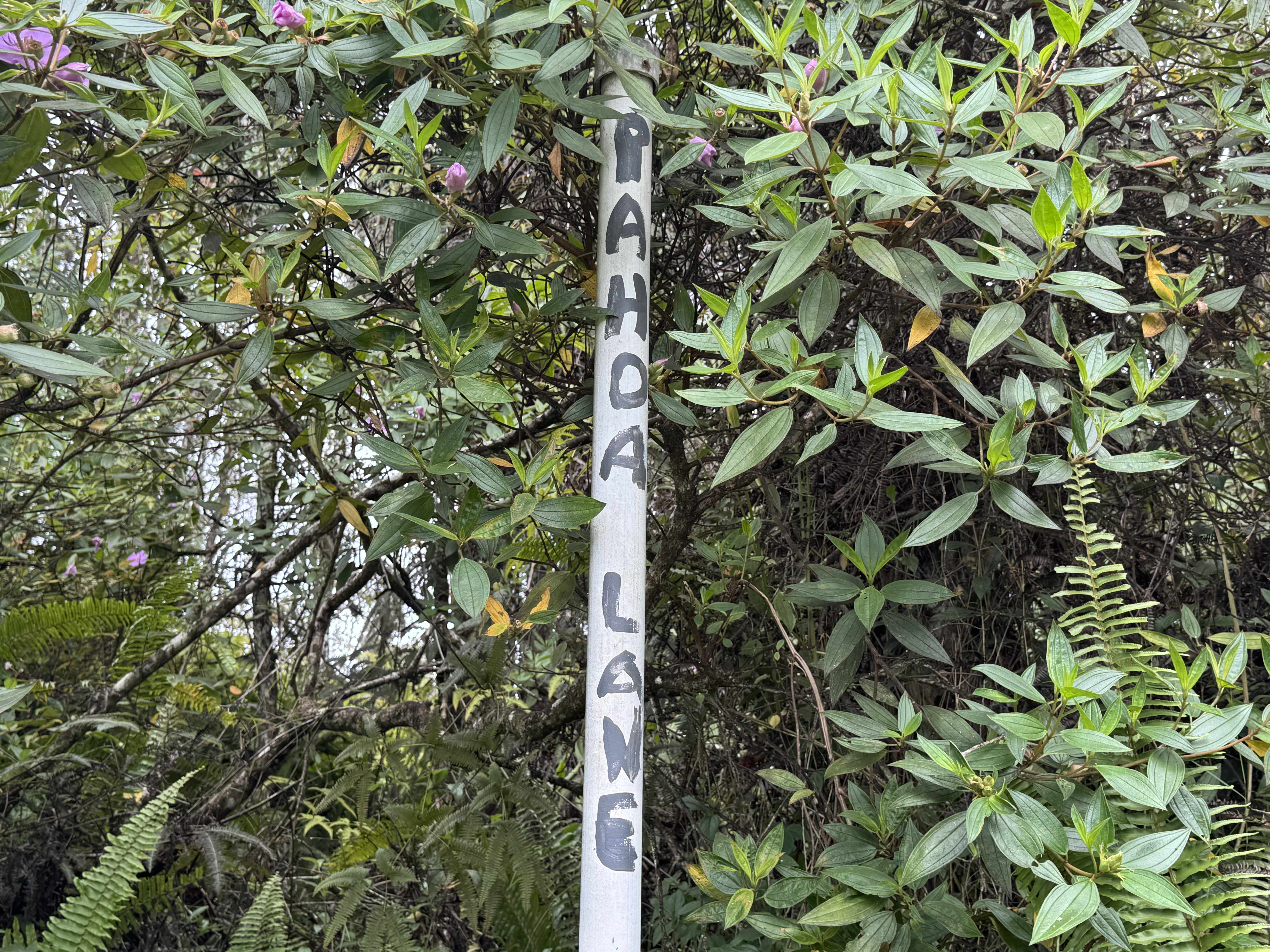 Pahoa, HI 96778,PAHOA RD