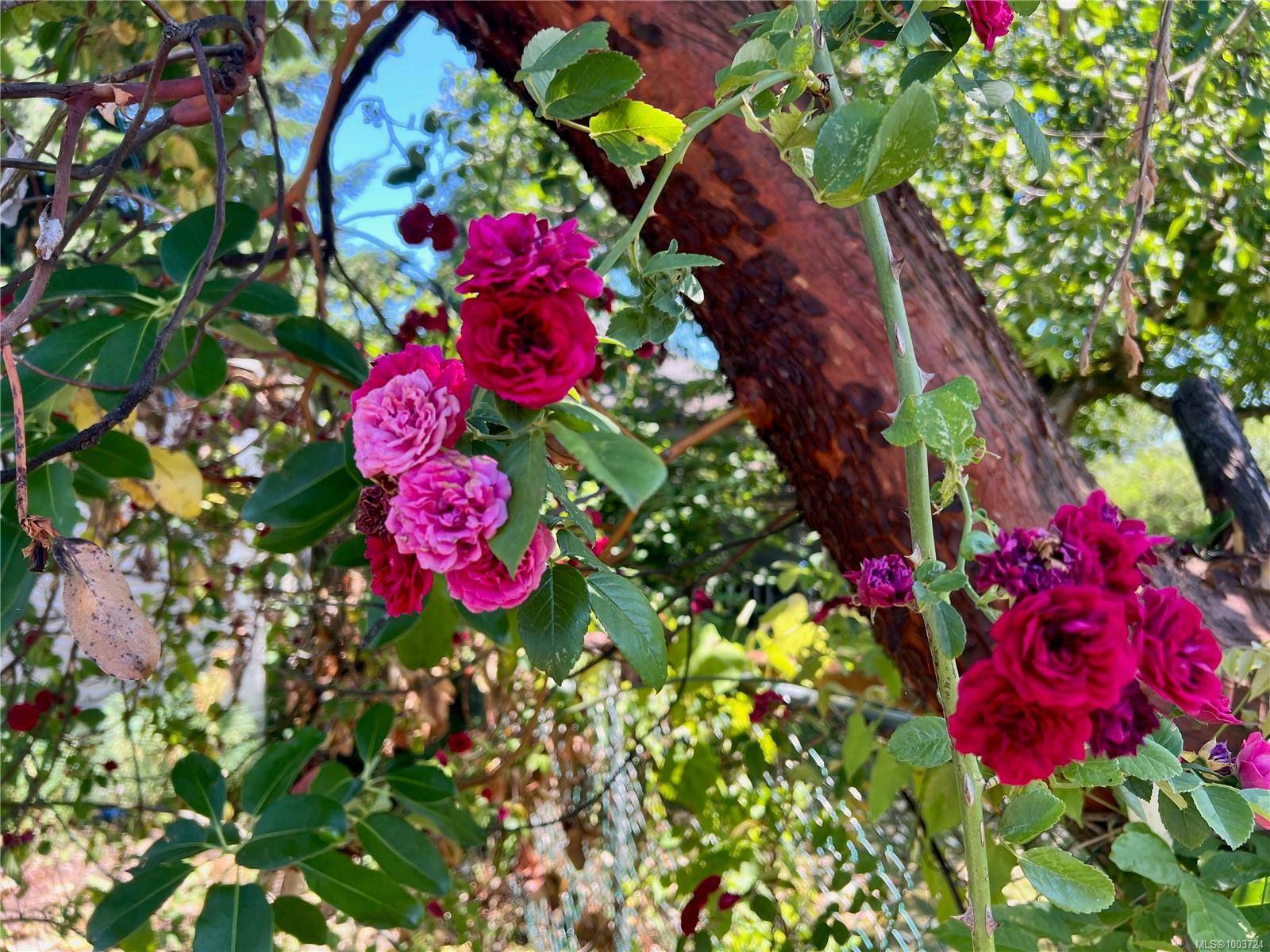 Nanaimo, BC V9R 4T4,374 Nicol St